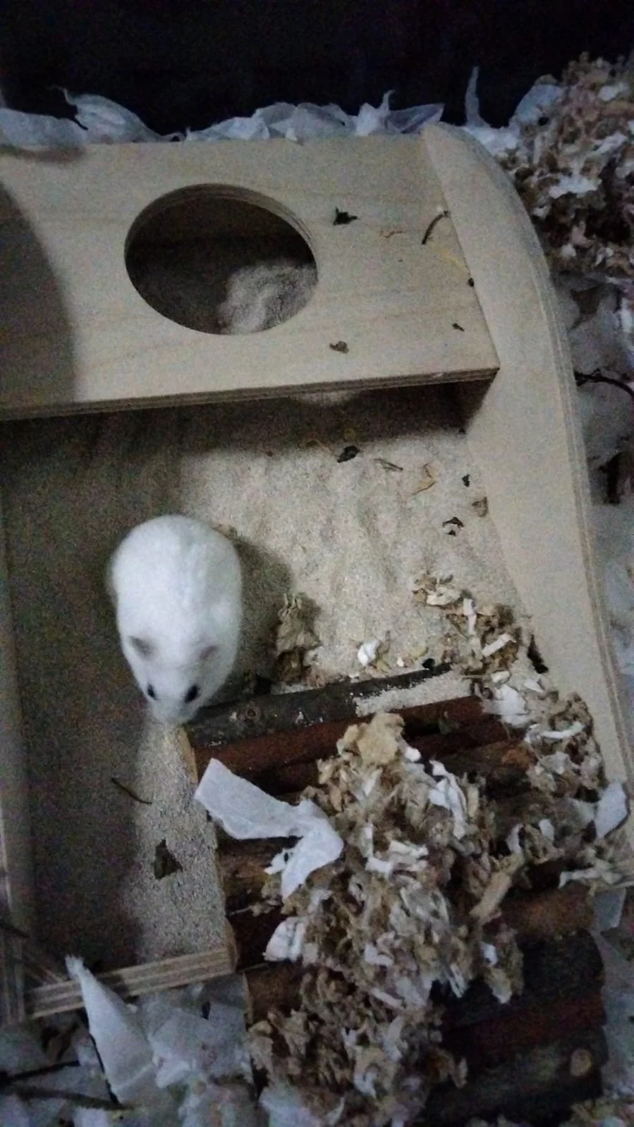 Immy (Adopted)
