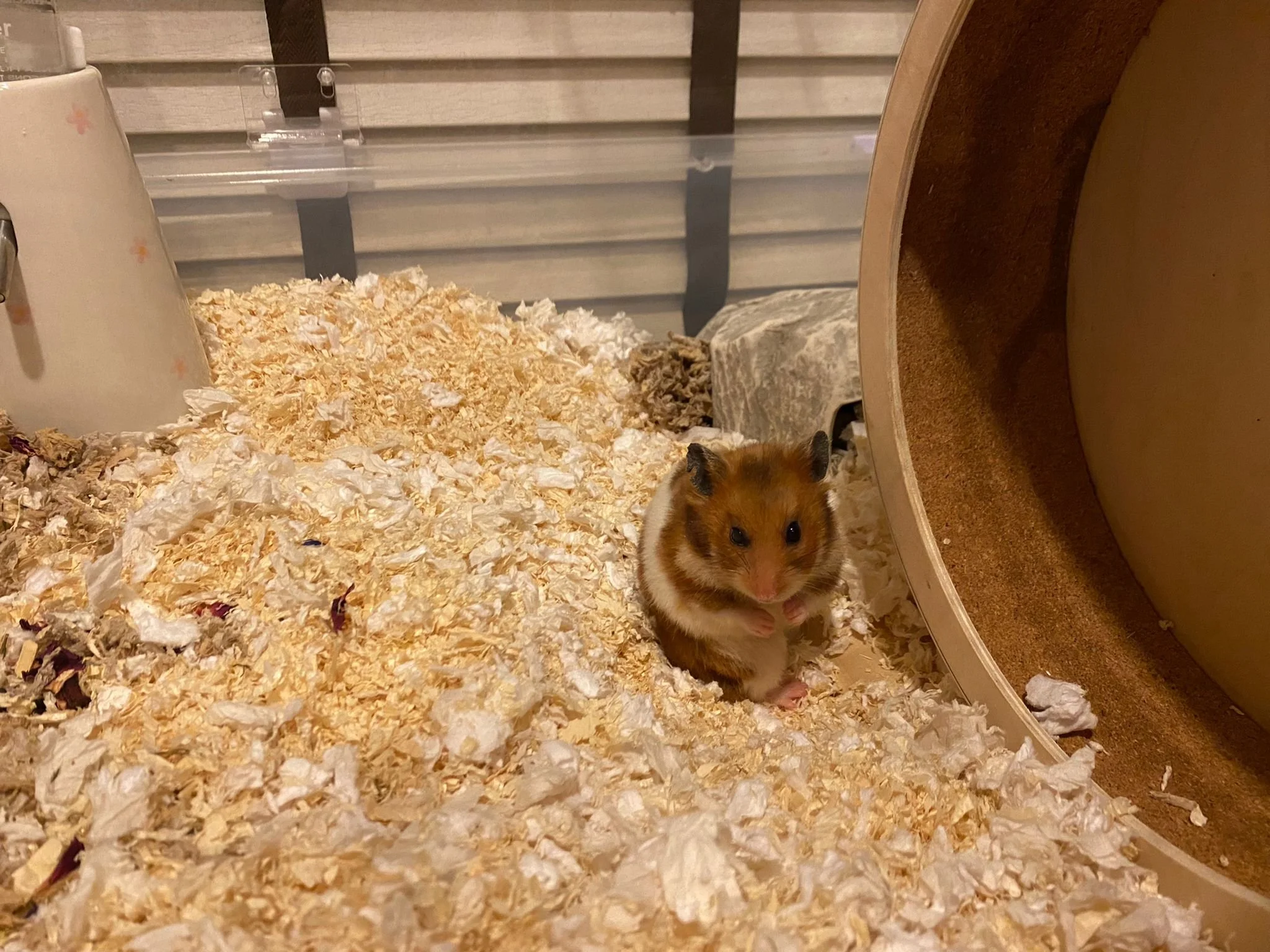 Buang Binte Kutip Balik (Adopted)