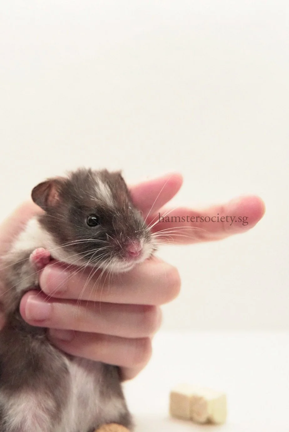 Peaches (Adopted) — Hamster Society (Singapore)