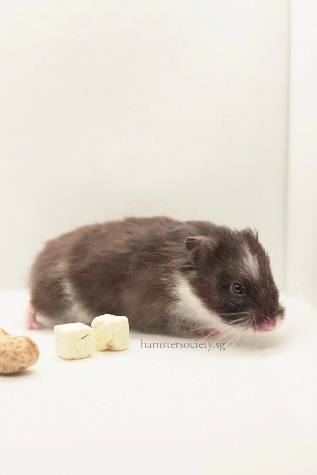 Peaches (Adopted) — Hamster Society (Singapore)