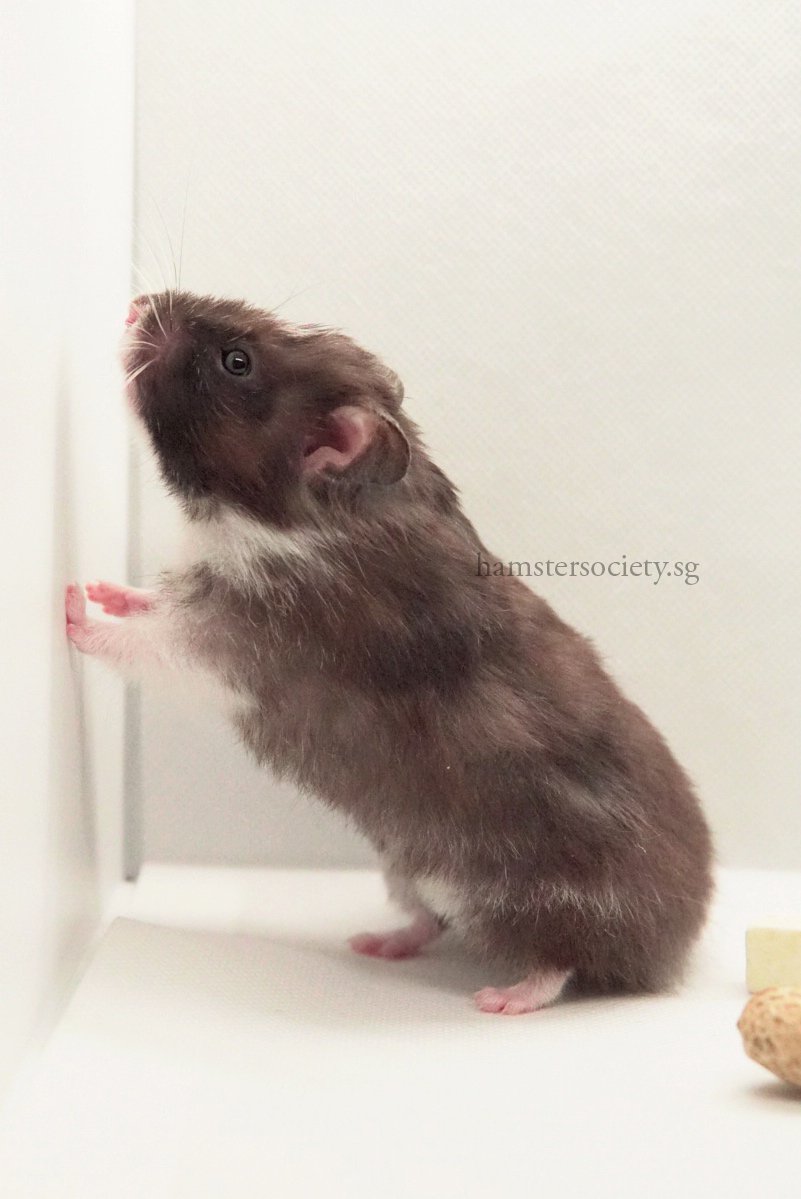 Peaches (Adopted) — Hamster Society (Singapore)