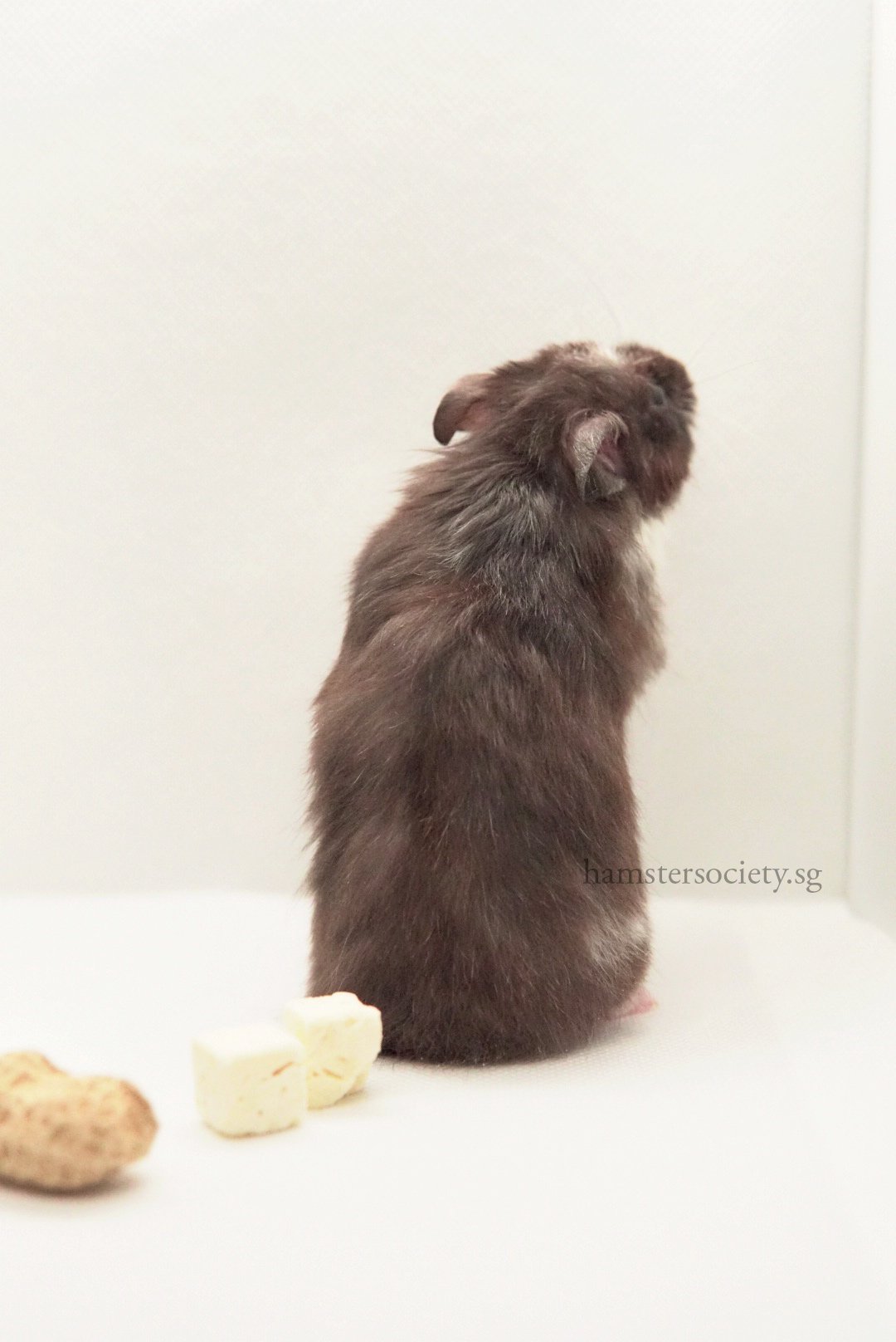 Peaches (Adopted) — Hamster Society (Singapore)