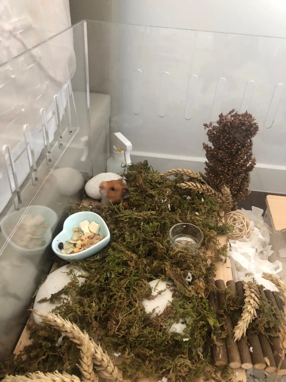 Turtle (Adopted)