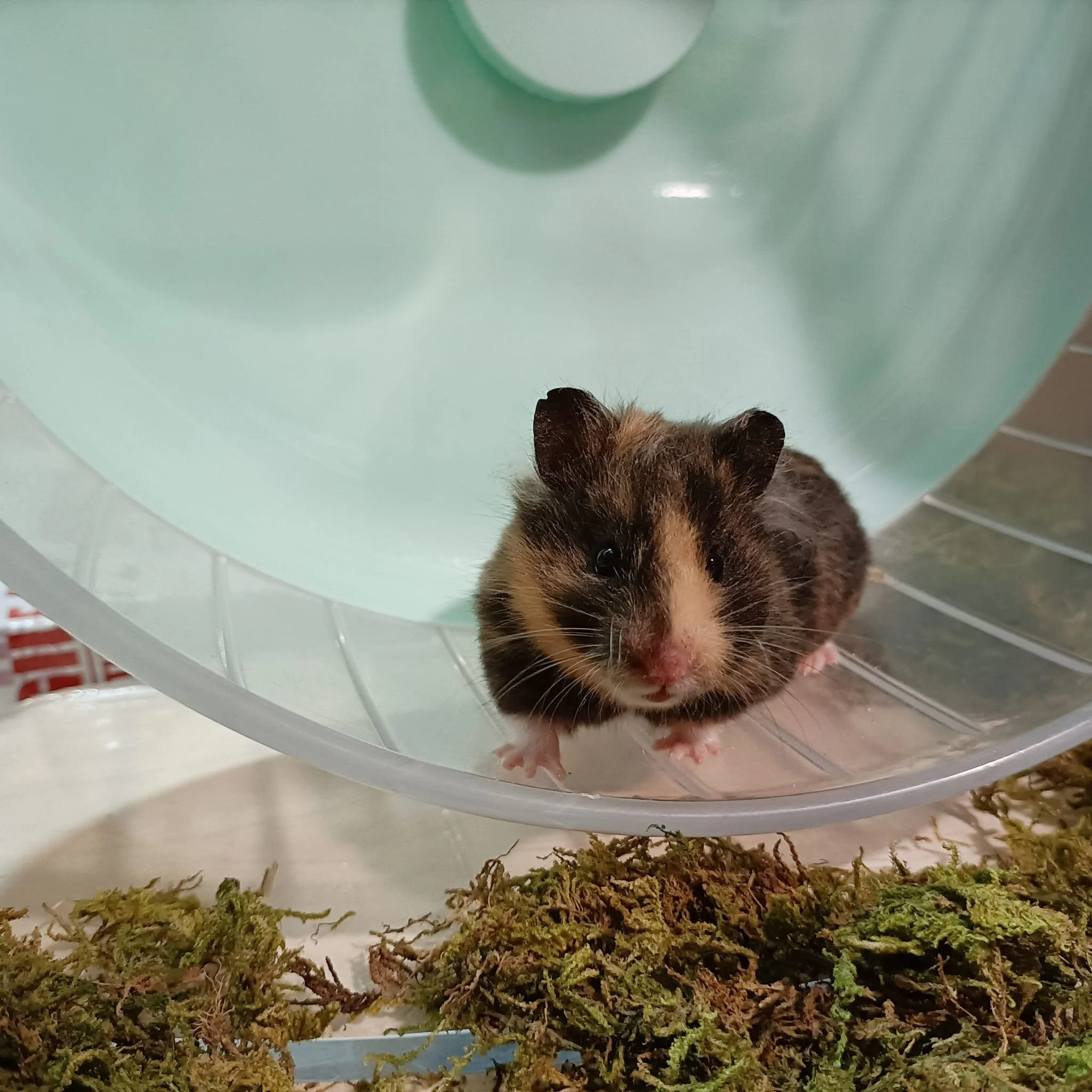 Tortoise (Adopted)