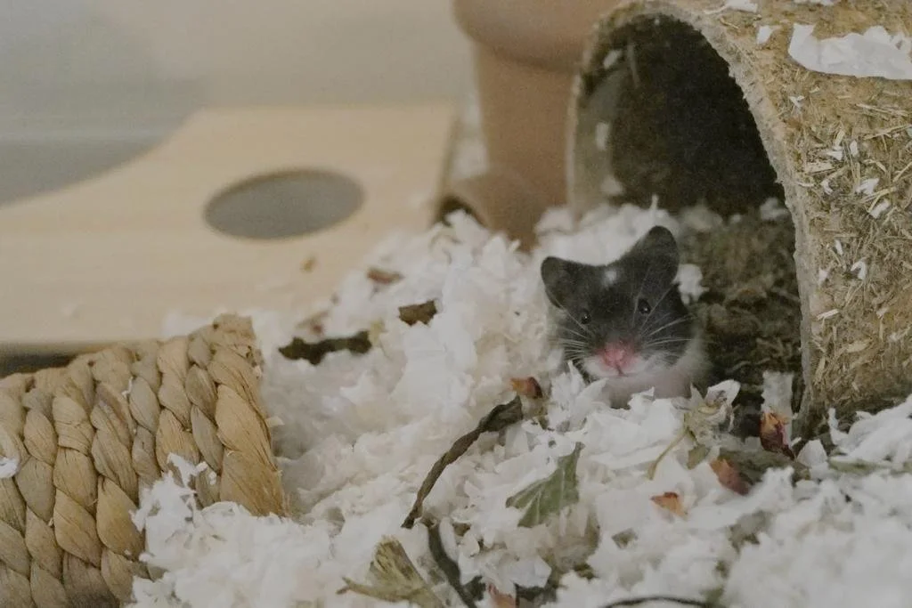 Maleficent (Adopted)