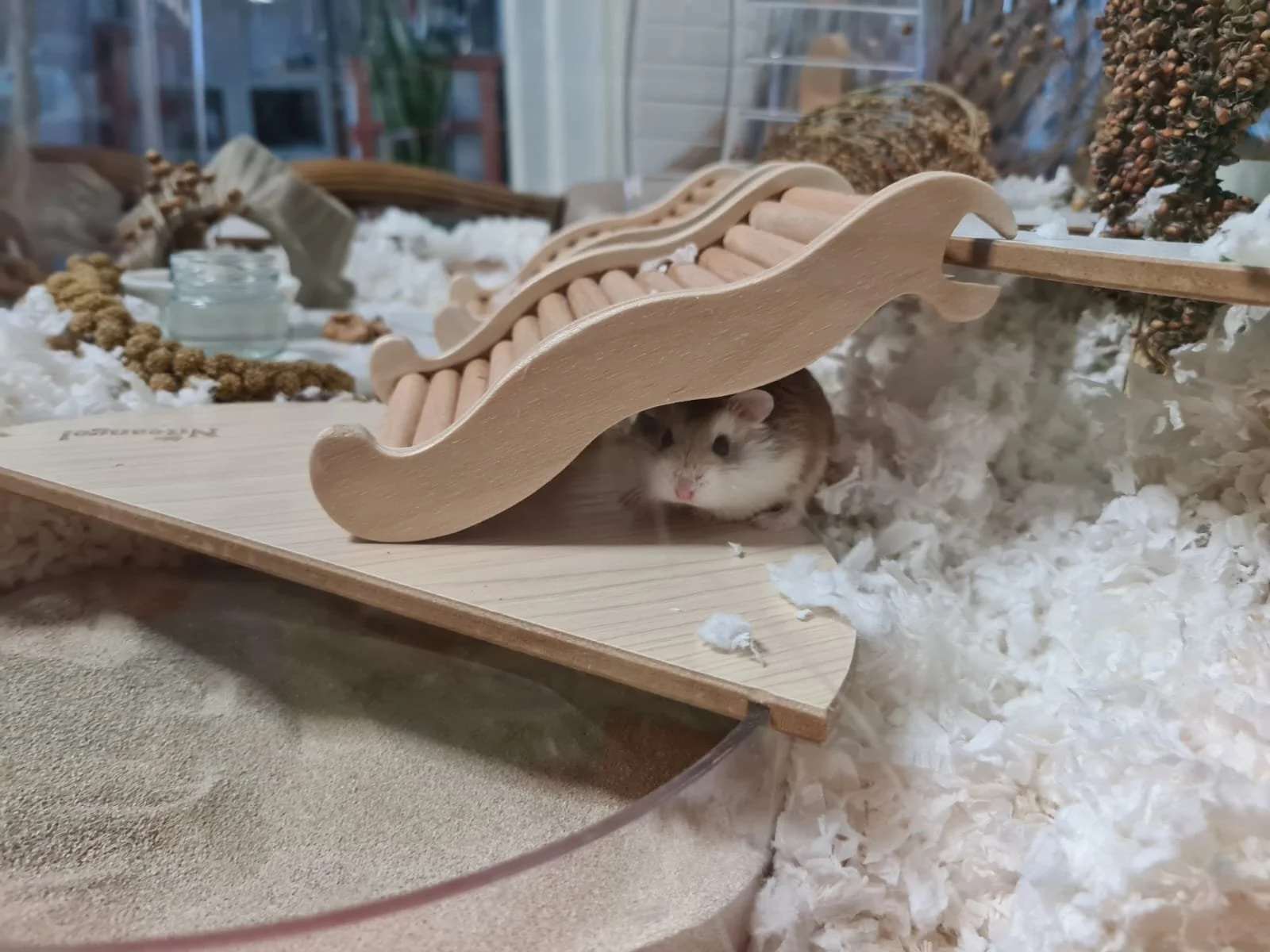 Angy Angus (Adopted)