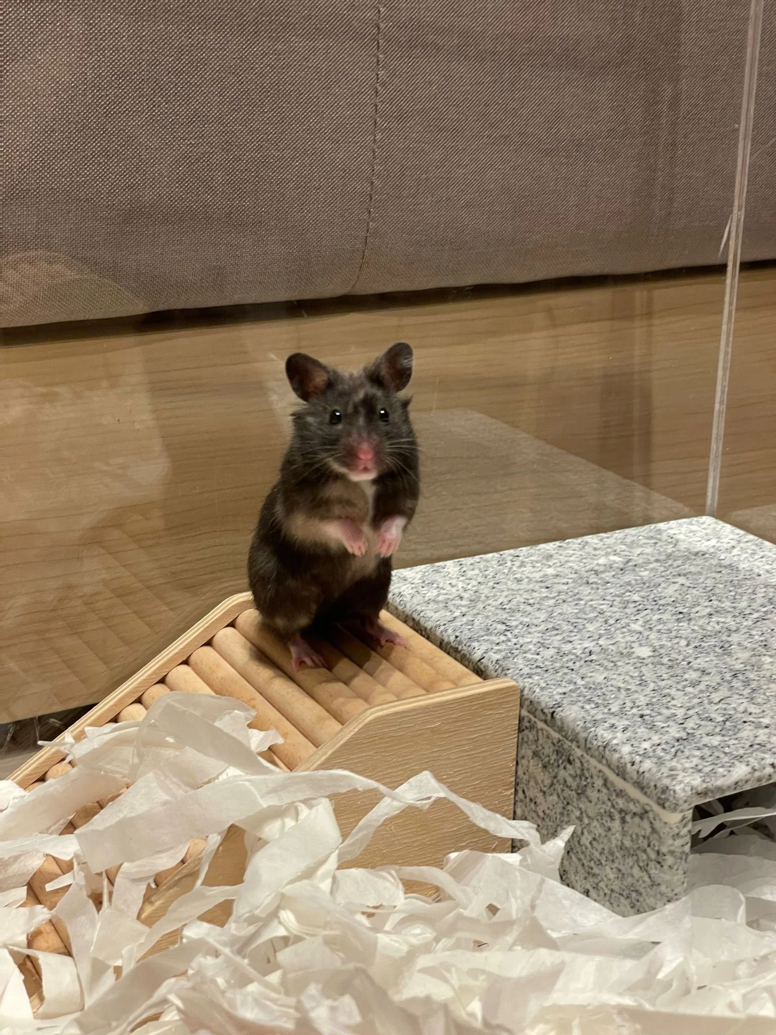 Sesame (Adopted)