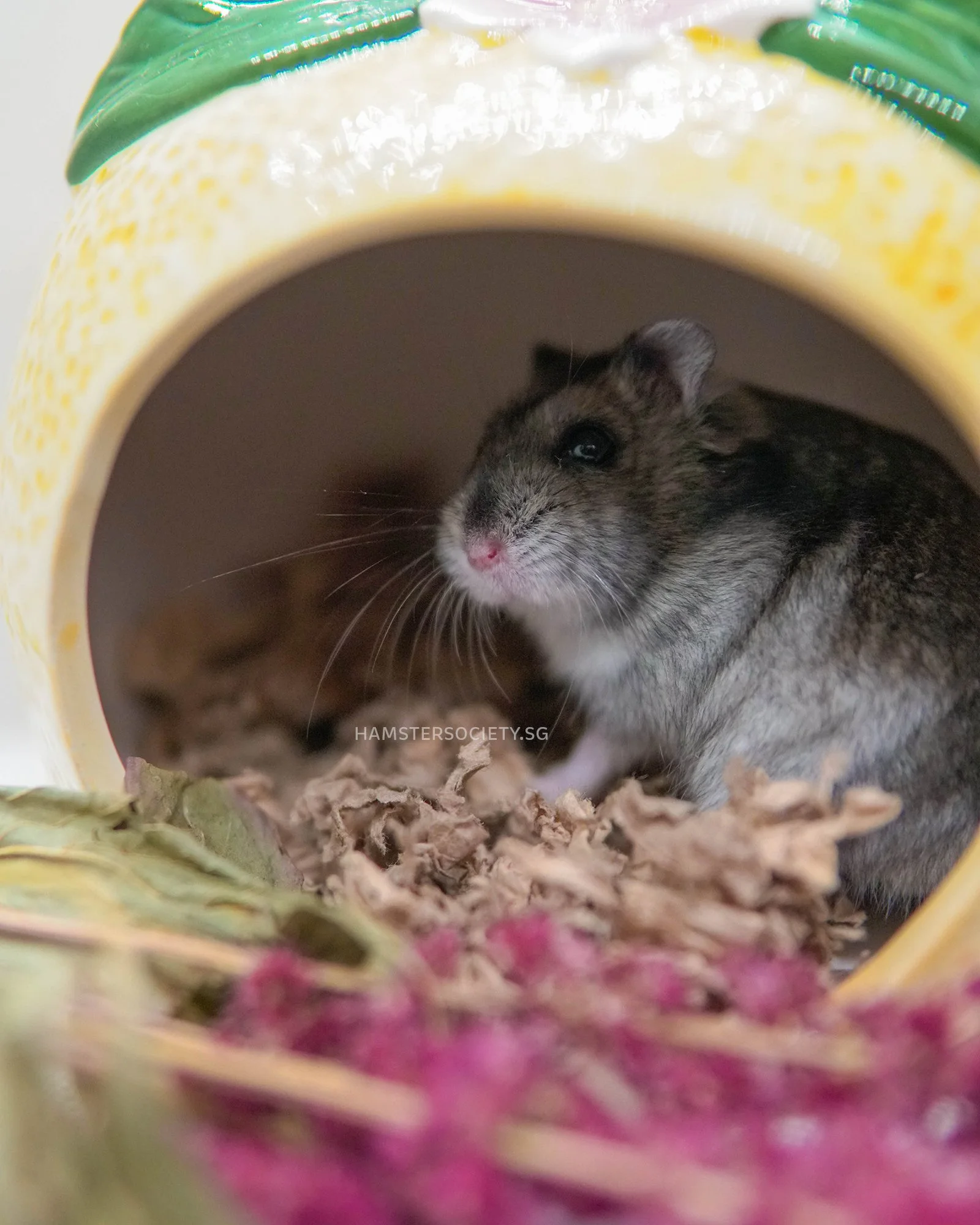 Nina (Adopted) — Hamster Society (Singapore)