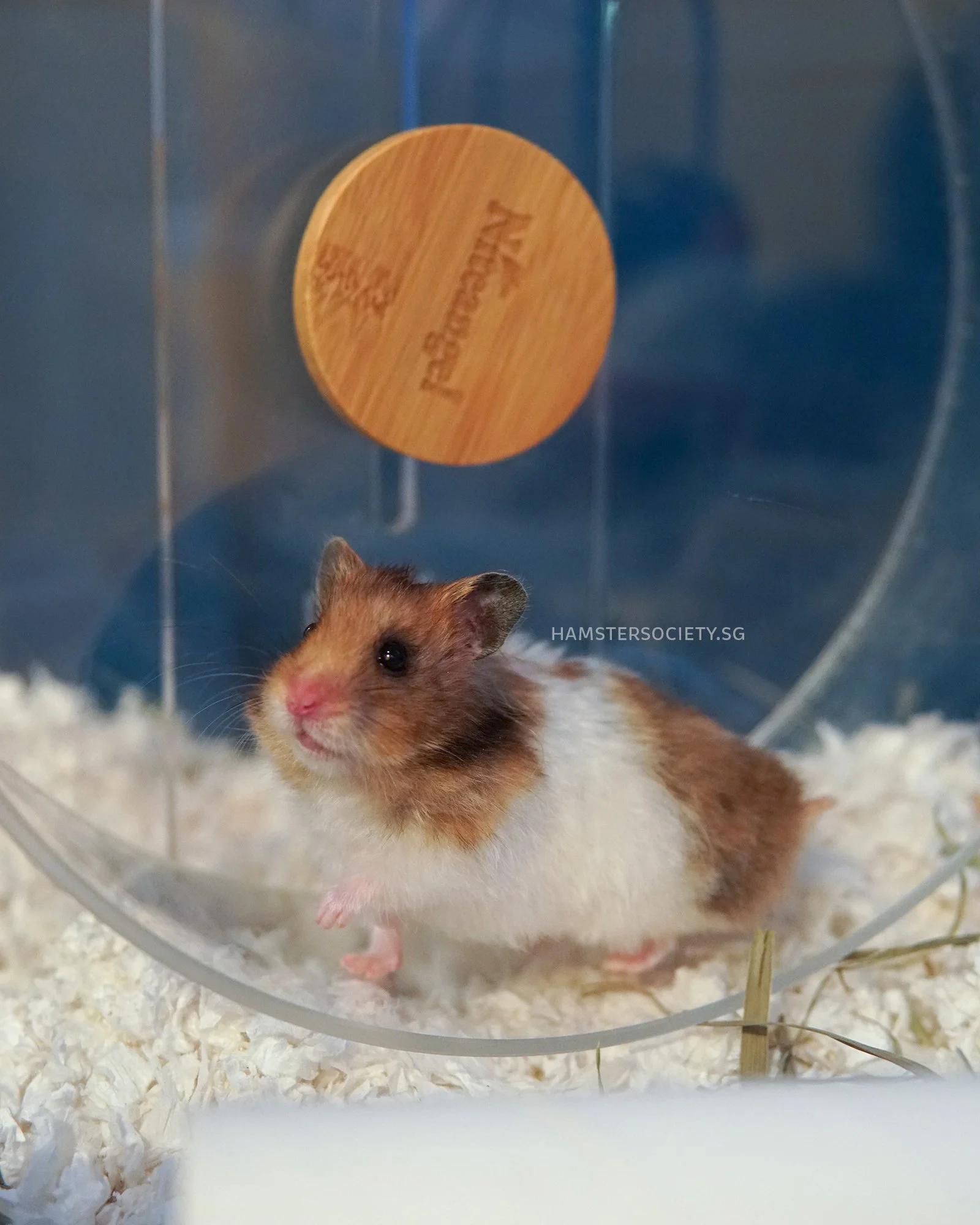 Adopted Hamster