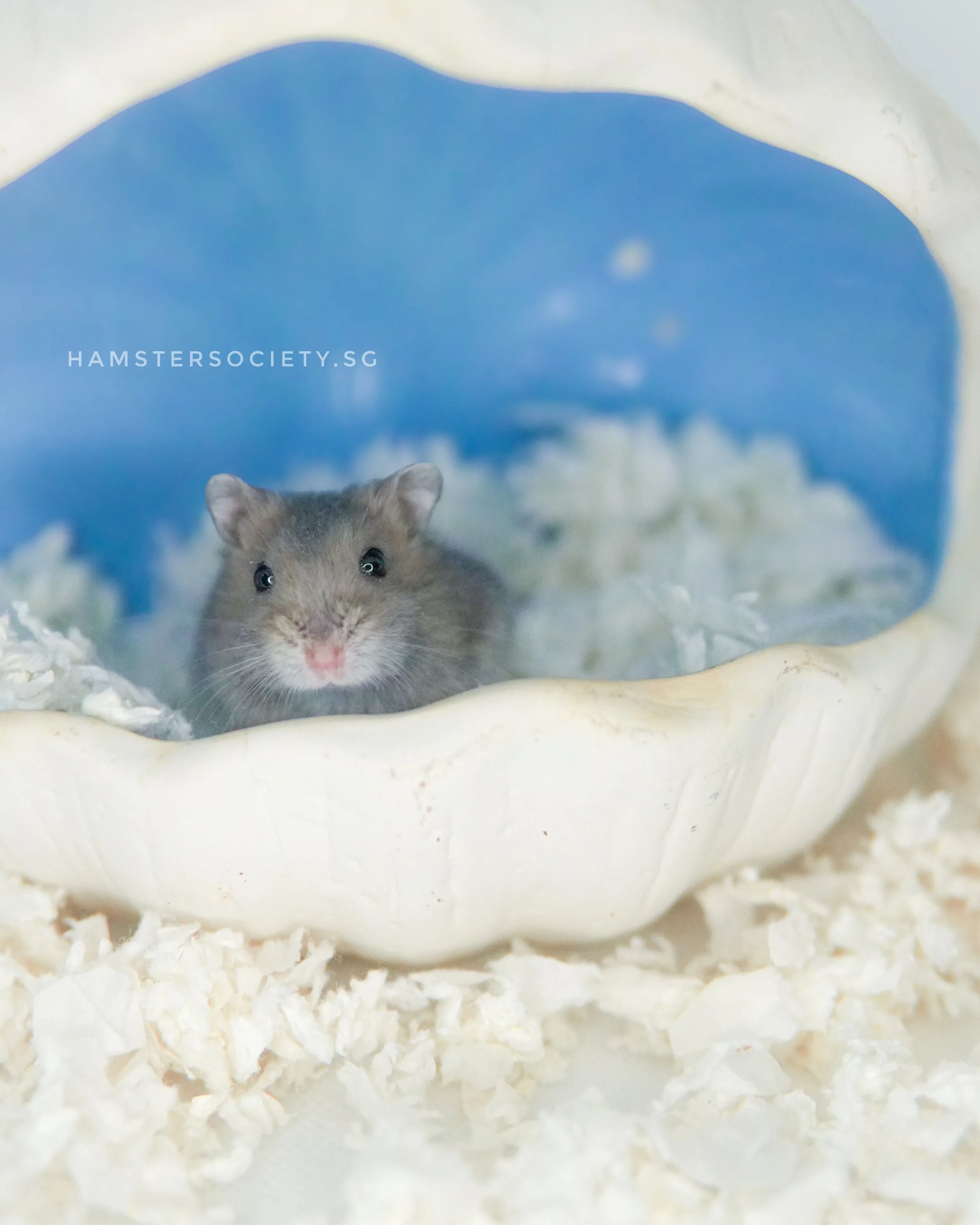 Mc Chicken (Adopted)