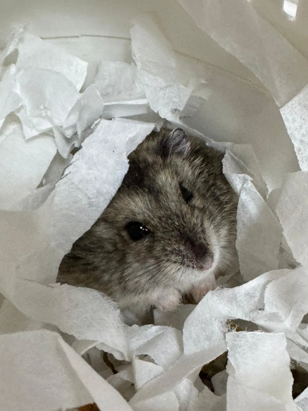 Sherlock Holmie (Adopted)