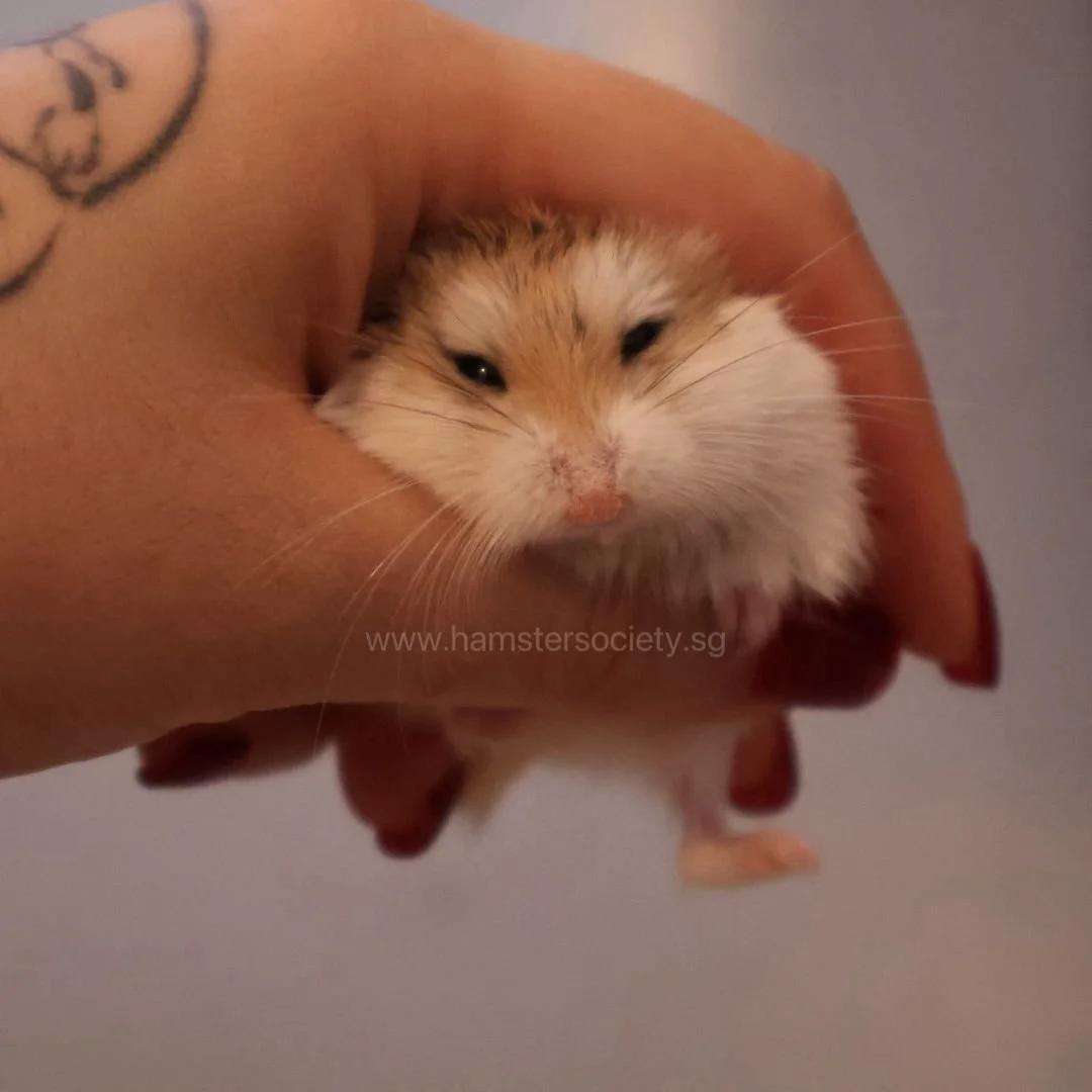 WhatsApp Image 2025-08-03 at 23.29.23.jpeg