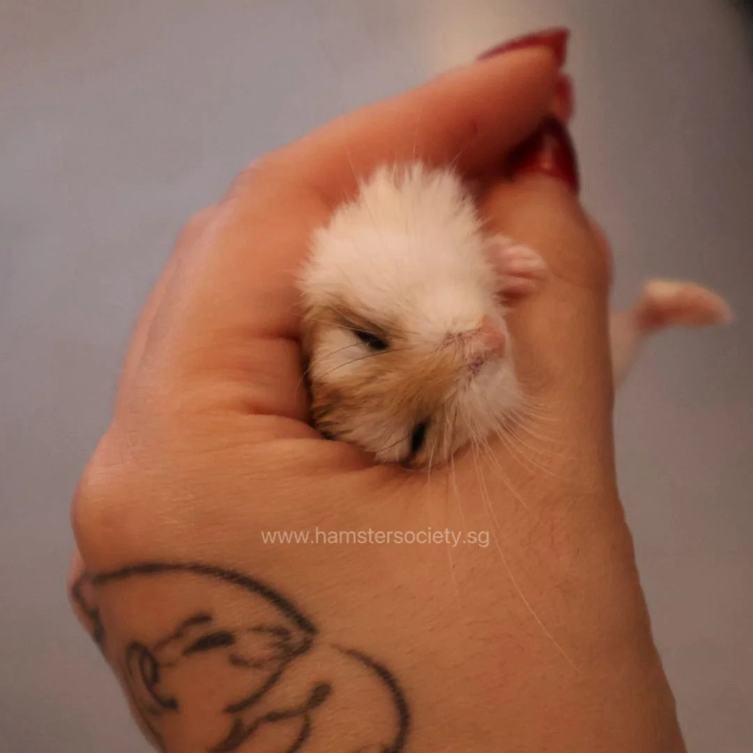 WhatsApp Image 2025-08-03 at 23.29.24(1).jpeg