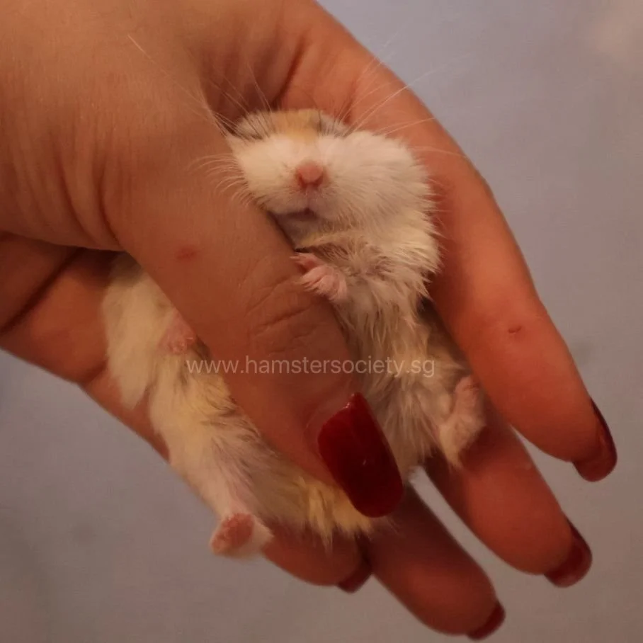 WhatsApp Image 2025-08-03 at 23.29.24(2).jpeg