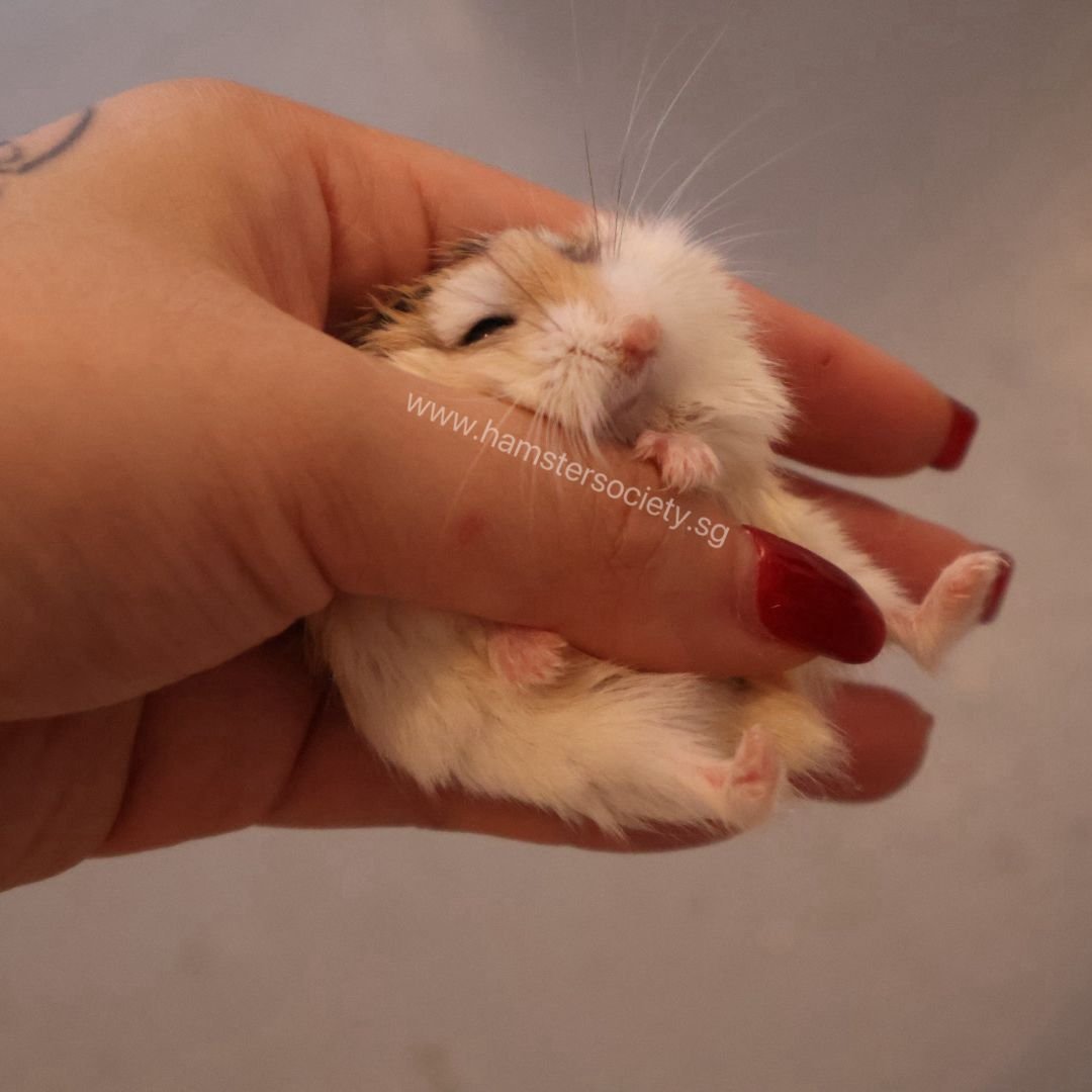 WhatsApp Image 2025-08-03 at 23.29.25.jpeg