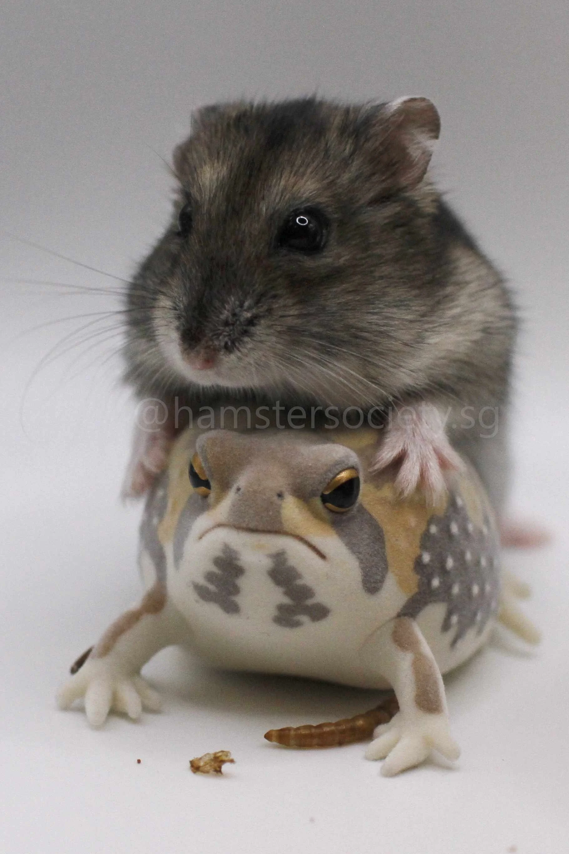 Frog (Adopted) — Hamster Society (Singapore)