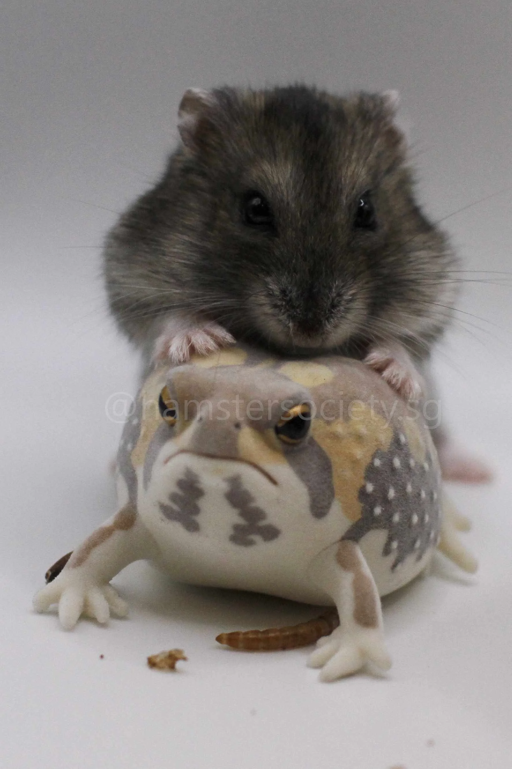 Frog (Adopted) — Hamster Society (Singapore)