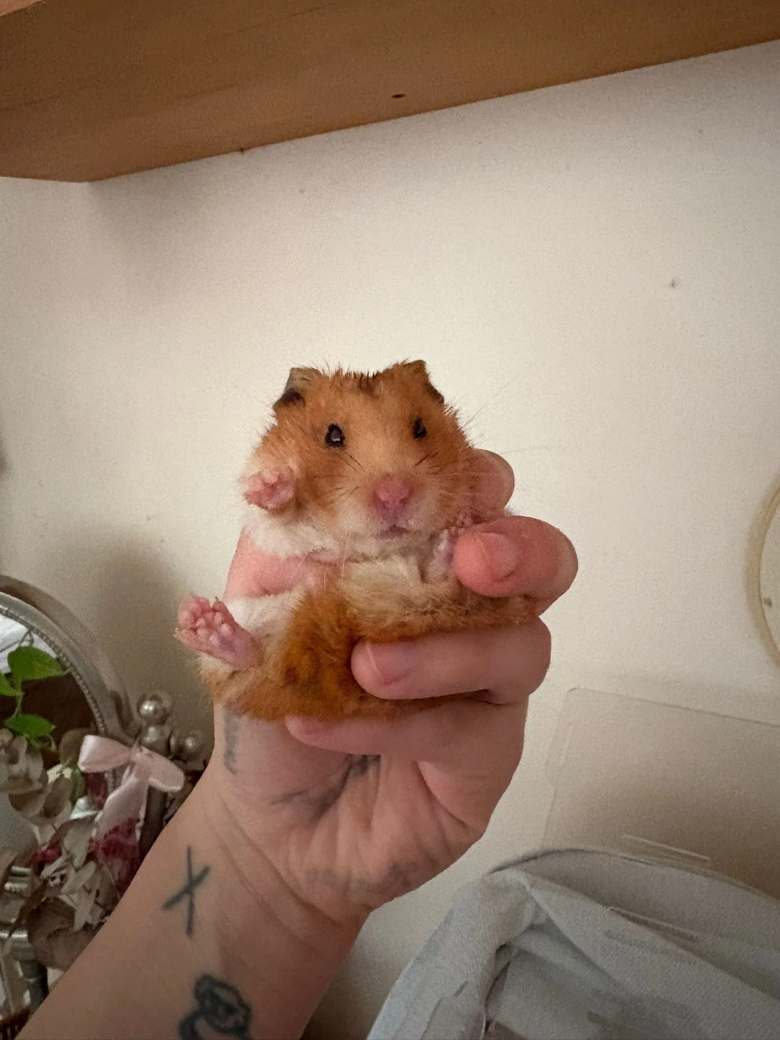 Bambi (Medical Care)