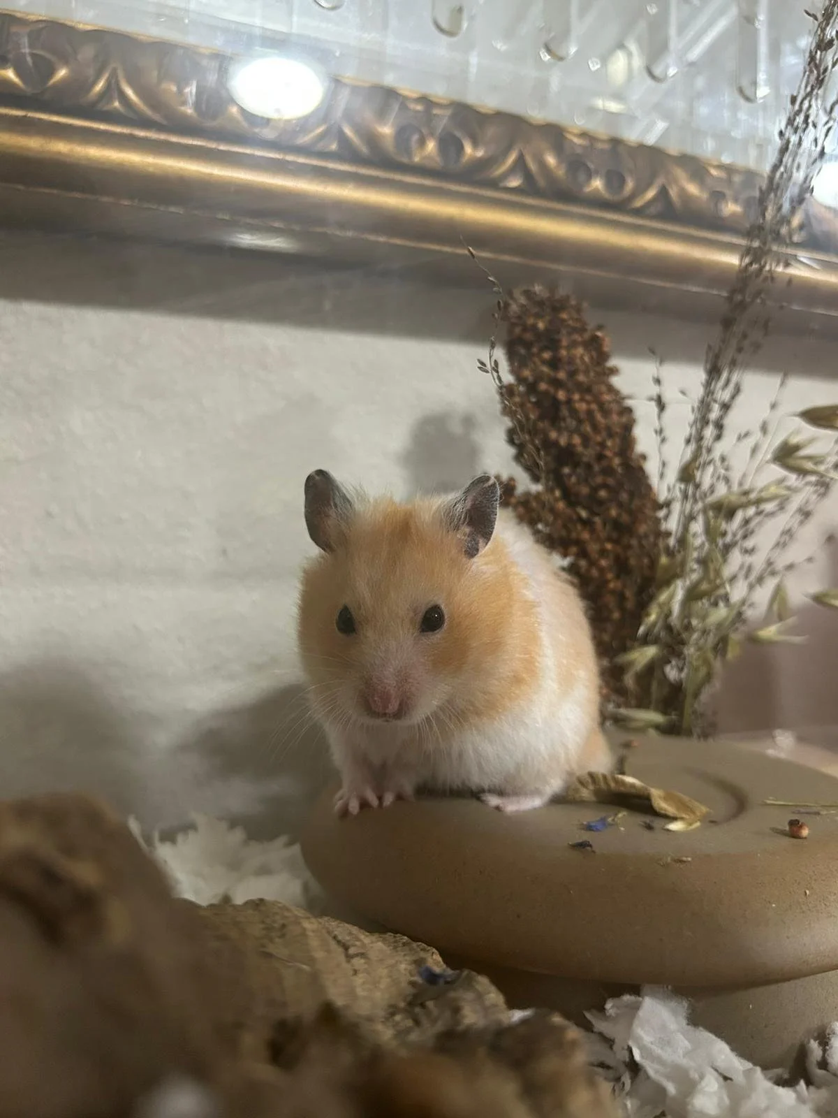 WhatsApp Image 2026-03-03 at 9.55.54 PM.jpeg