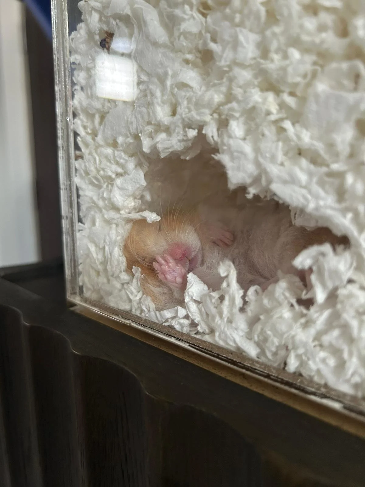 WhatsApp Image 2026-03-03 at 9.55.55 PM (1).jpeg