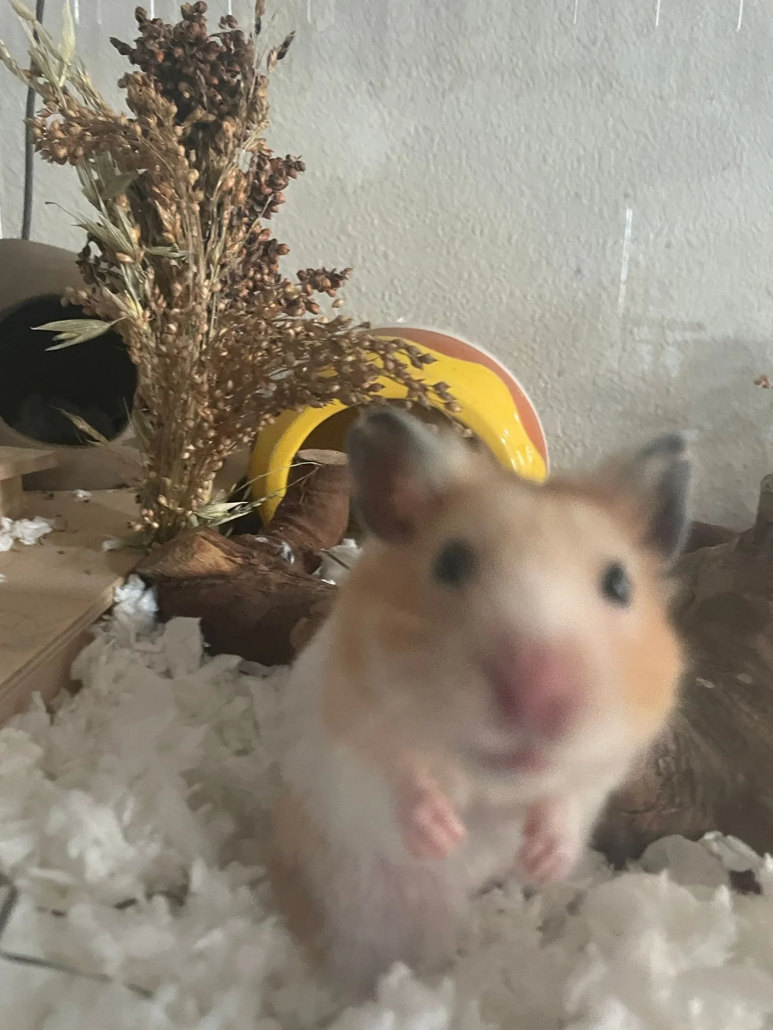 WhatsApp Image 2026-03-03 at 9.55.55 PM (2).jpeg