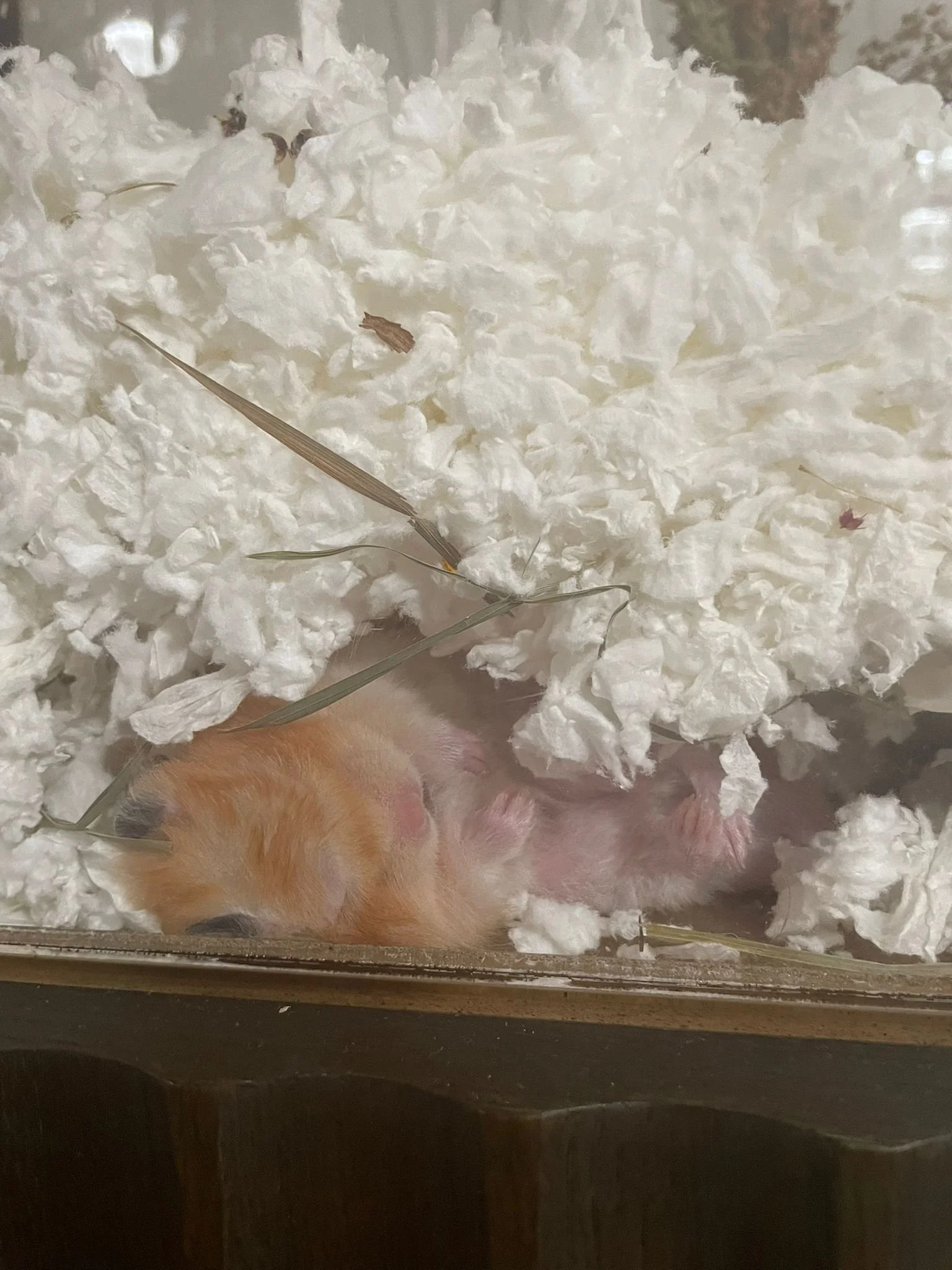 WhatsApp Image 2026-03-03 at 9.55.56 PM.jpeg