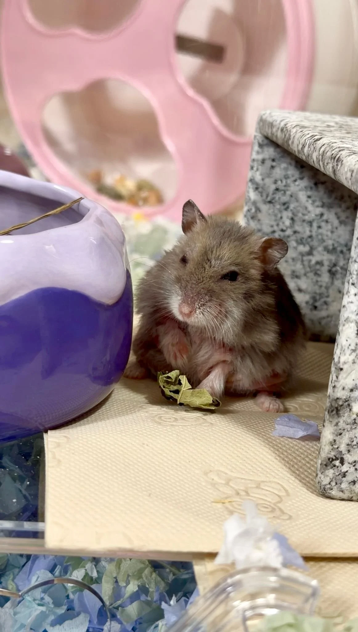 WhatsApp Image 2026-03-10 at 2.47.46 AM.jpeg