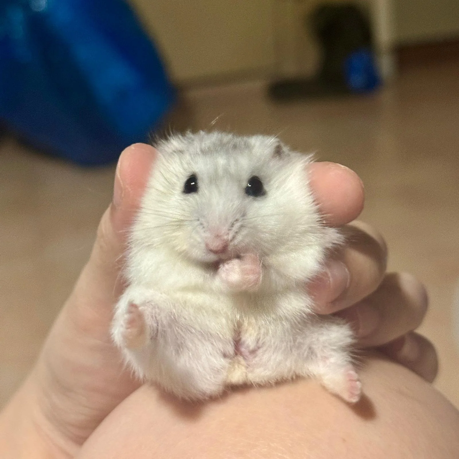 WhatsApp Image 2026-03-10 at 1.59.39 AM (2).jpeg