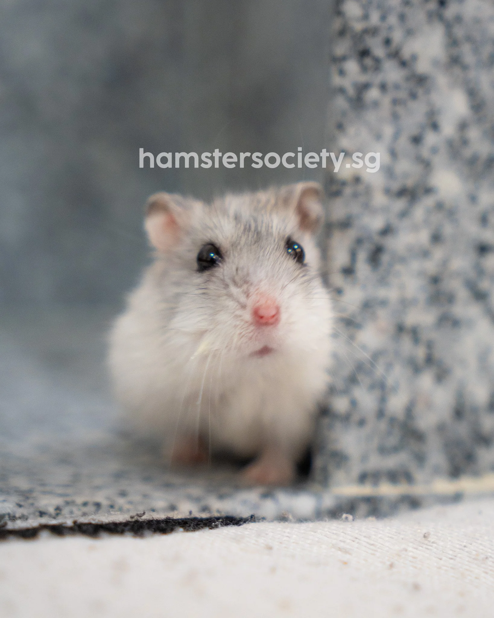 Sneezy (Special Care)