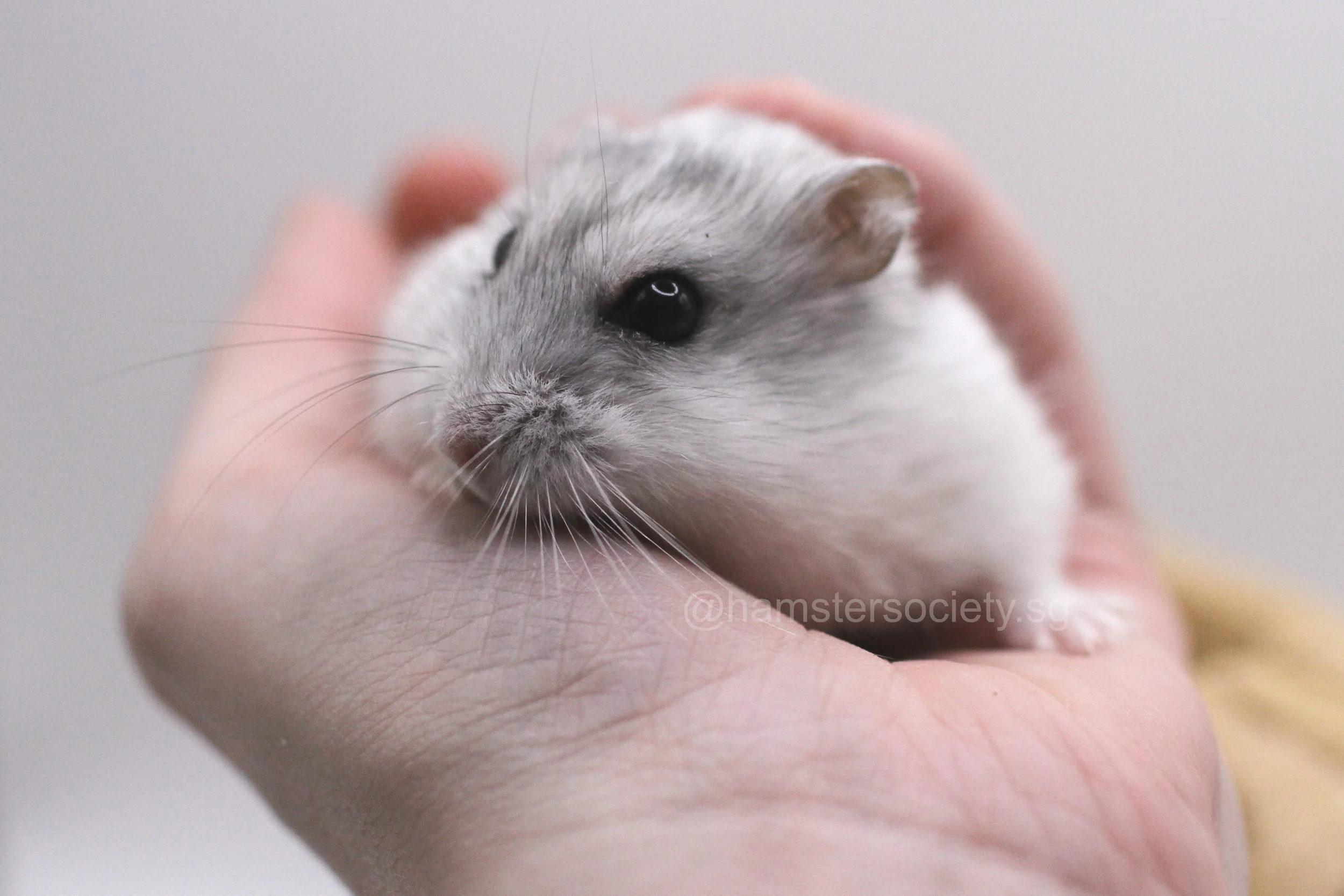 Bashful 2.jpg