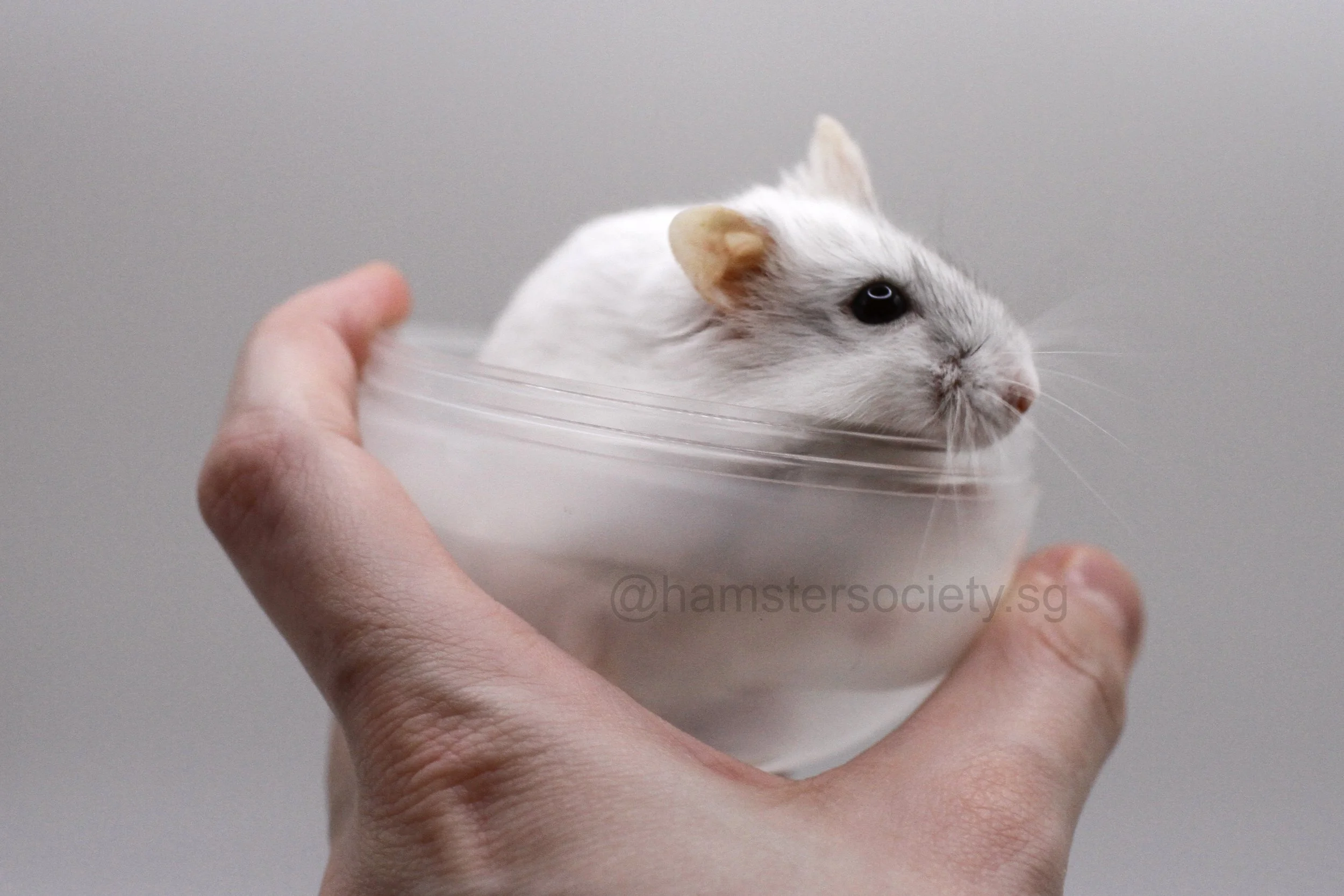 Winky 2.jpg