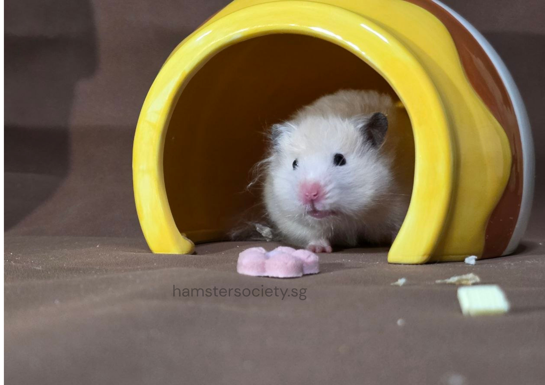 hamstersociety.sg.png
