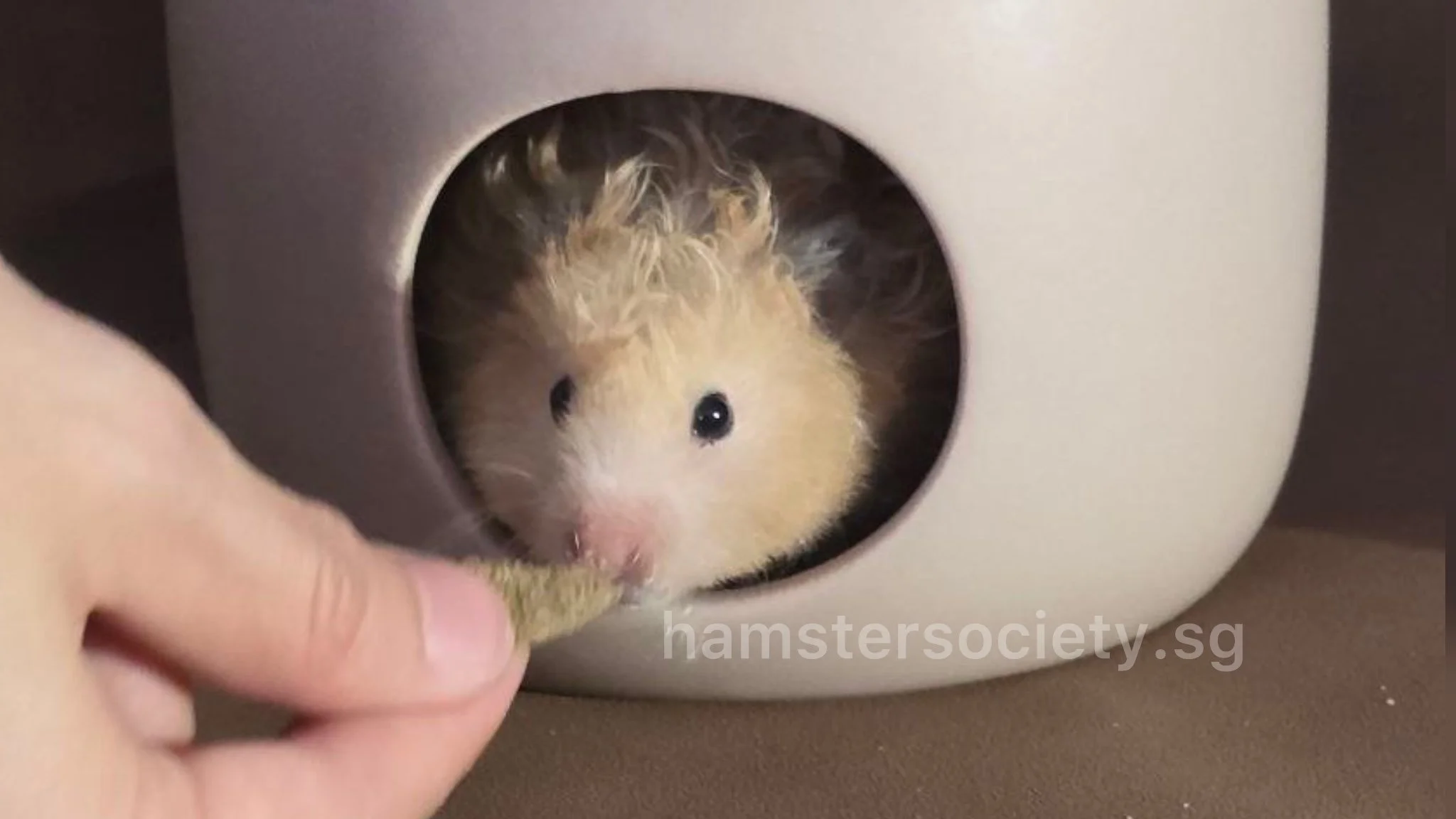 Dora the Fluff