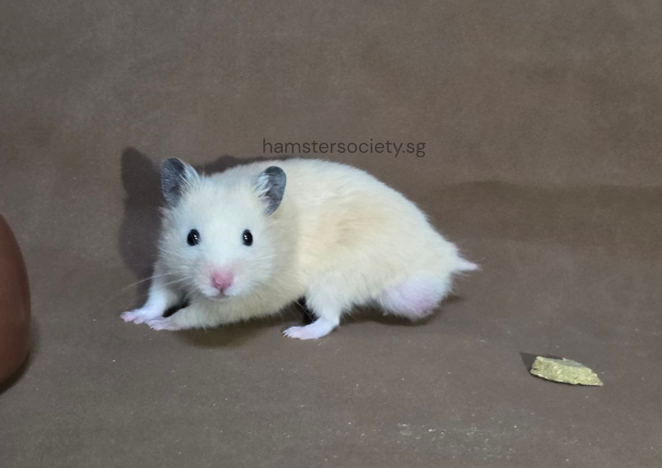 hamstersociety.sg-10.png