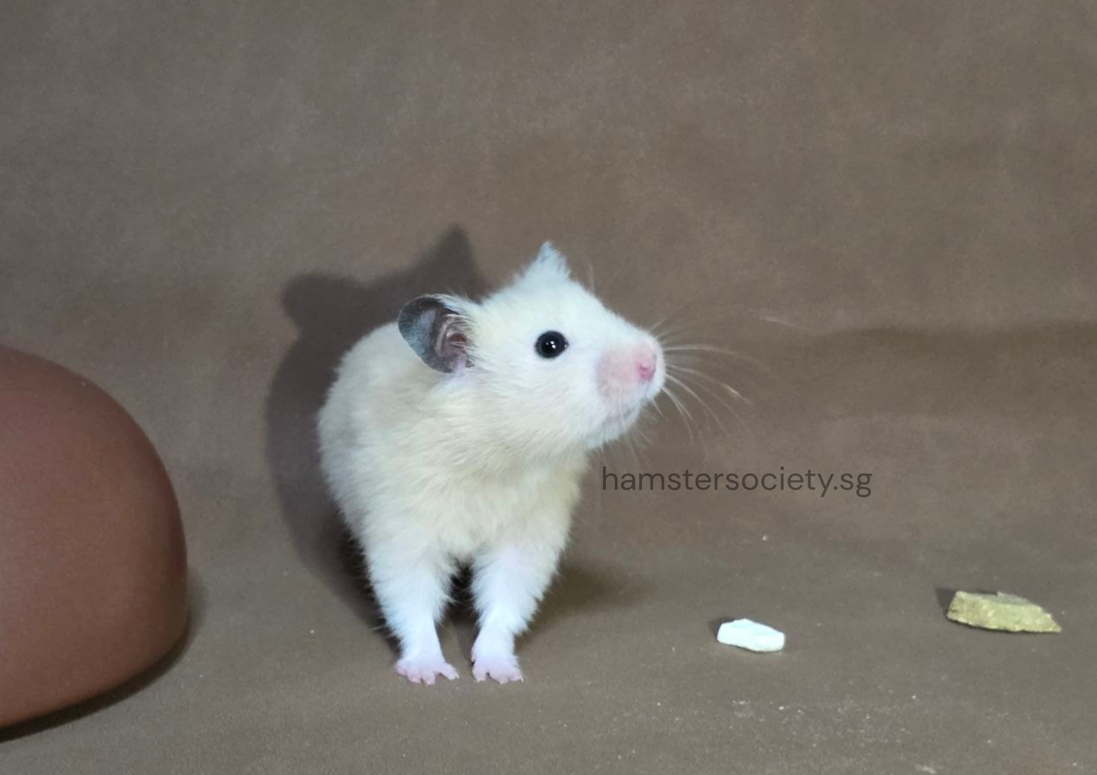 hamstersociety.sg-9.png