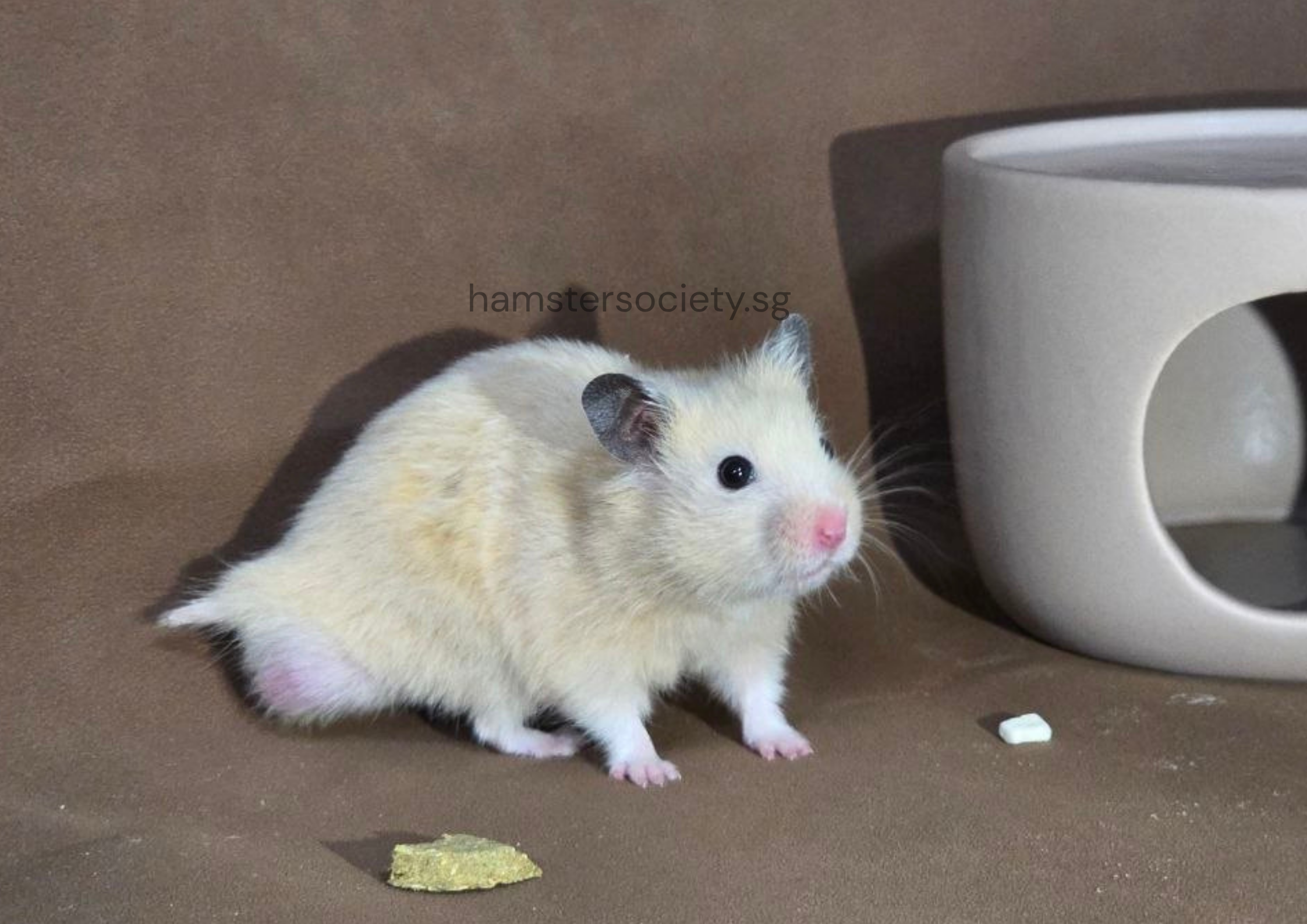 hamstersociety.sg-8.png