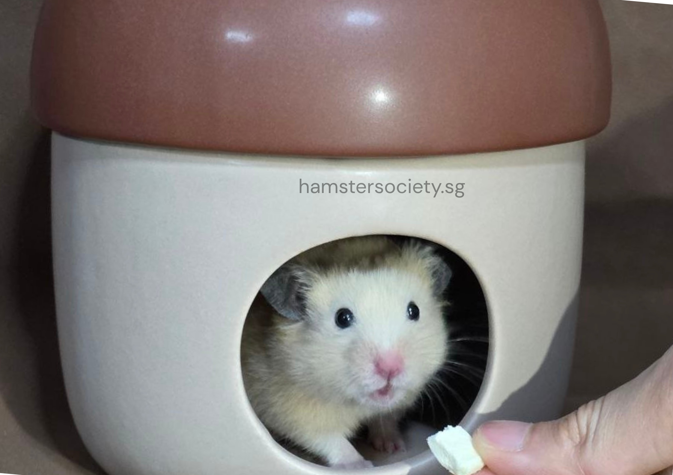 hamstersociety.sg-7.png