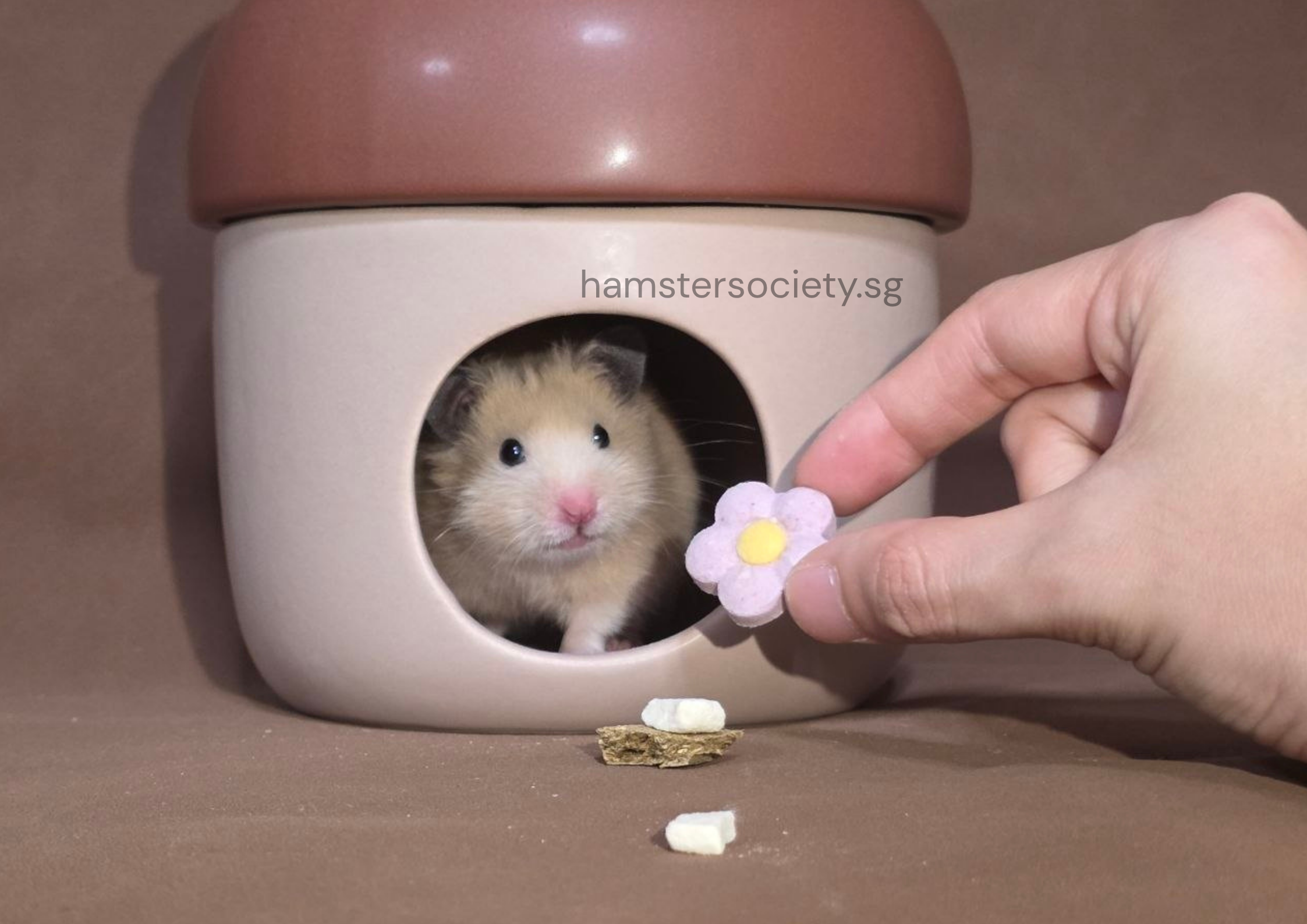 hamstersociety.sg-6.png