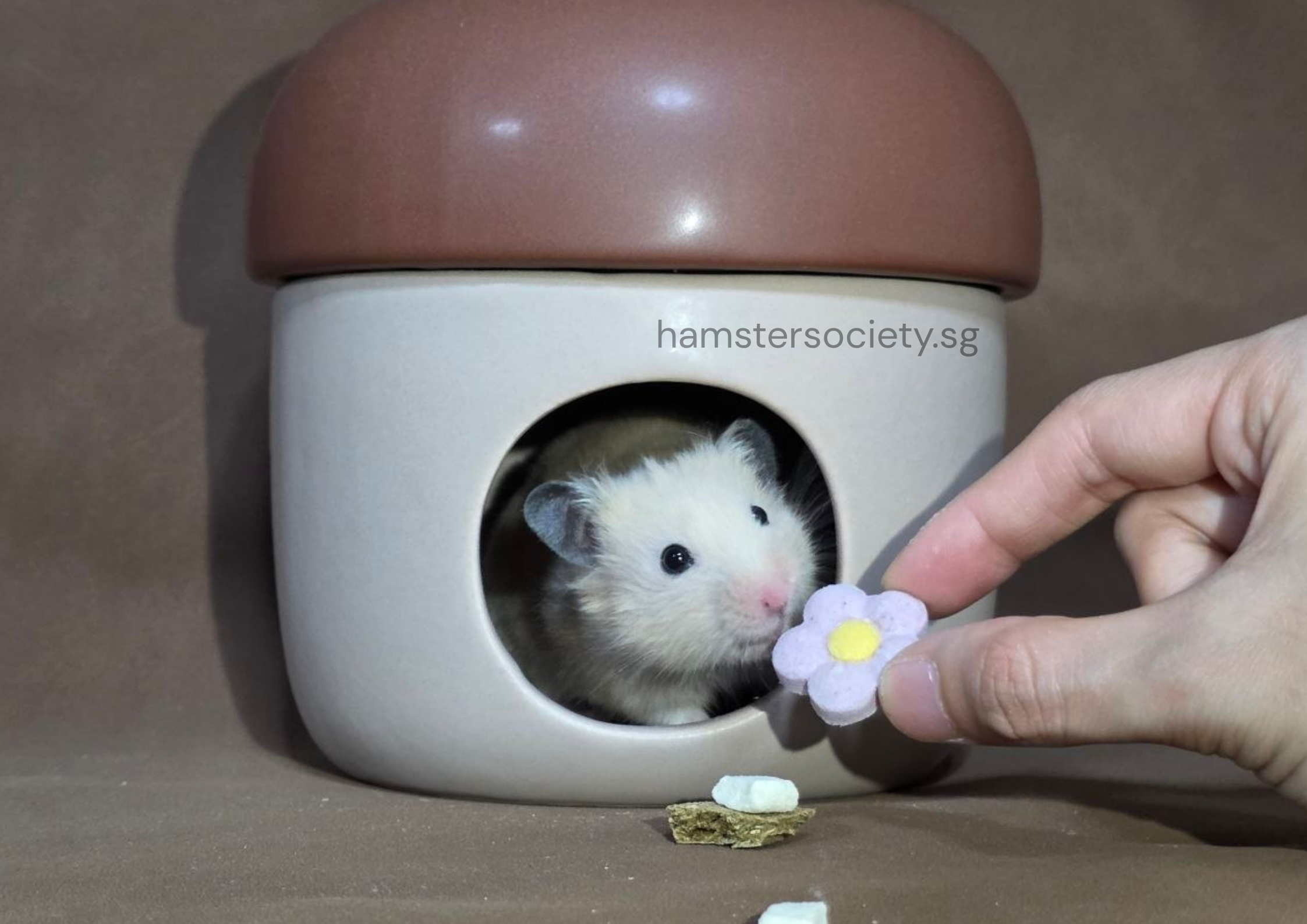 hamstersociety.sg-5.png