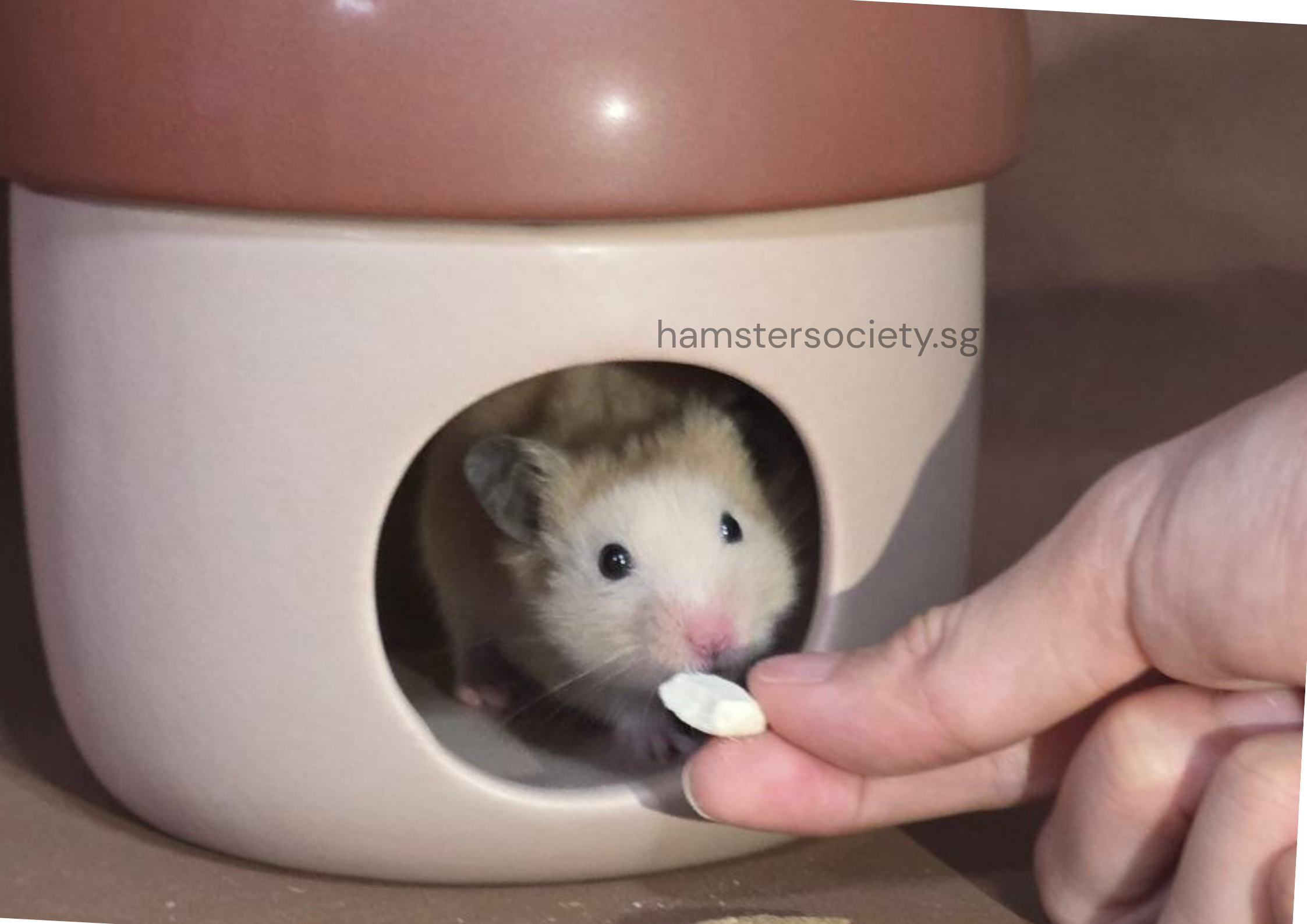 hamstersociety.sg-4.png