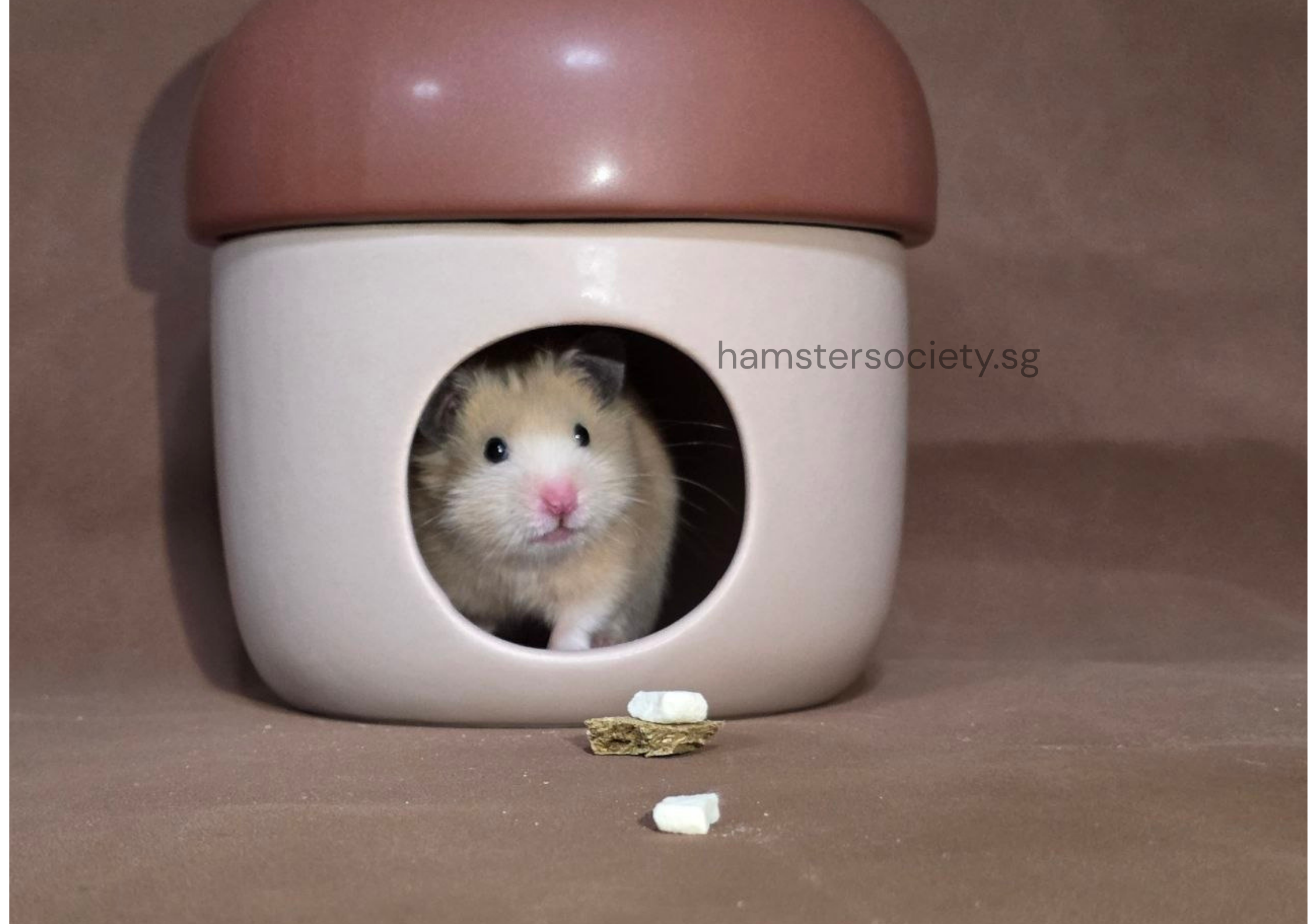 hamstersociety.sg.png