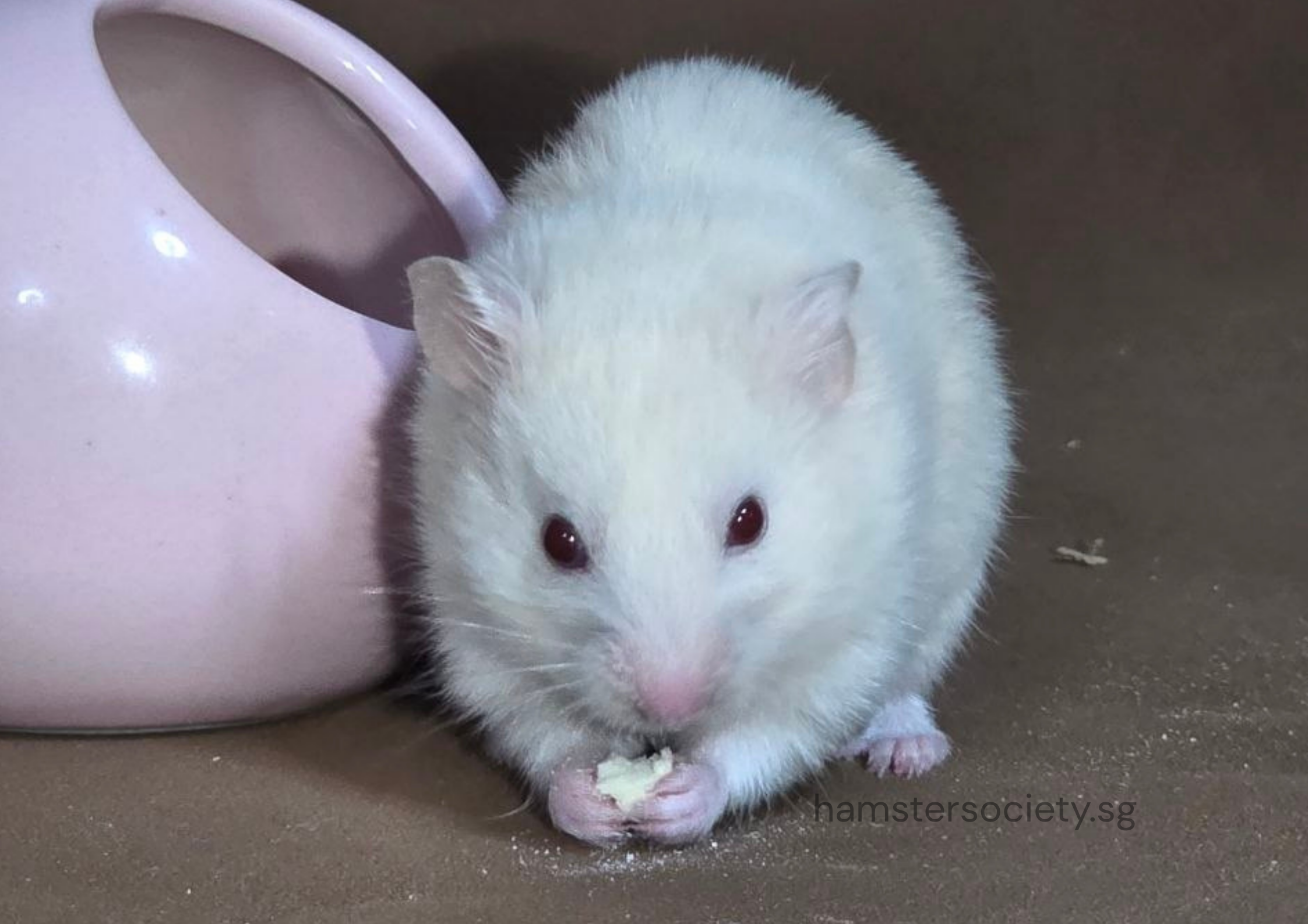 hamstersociety.sg-13.png