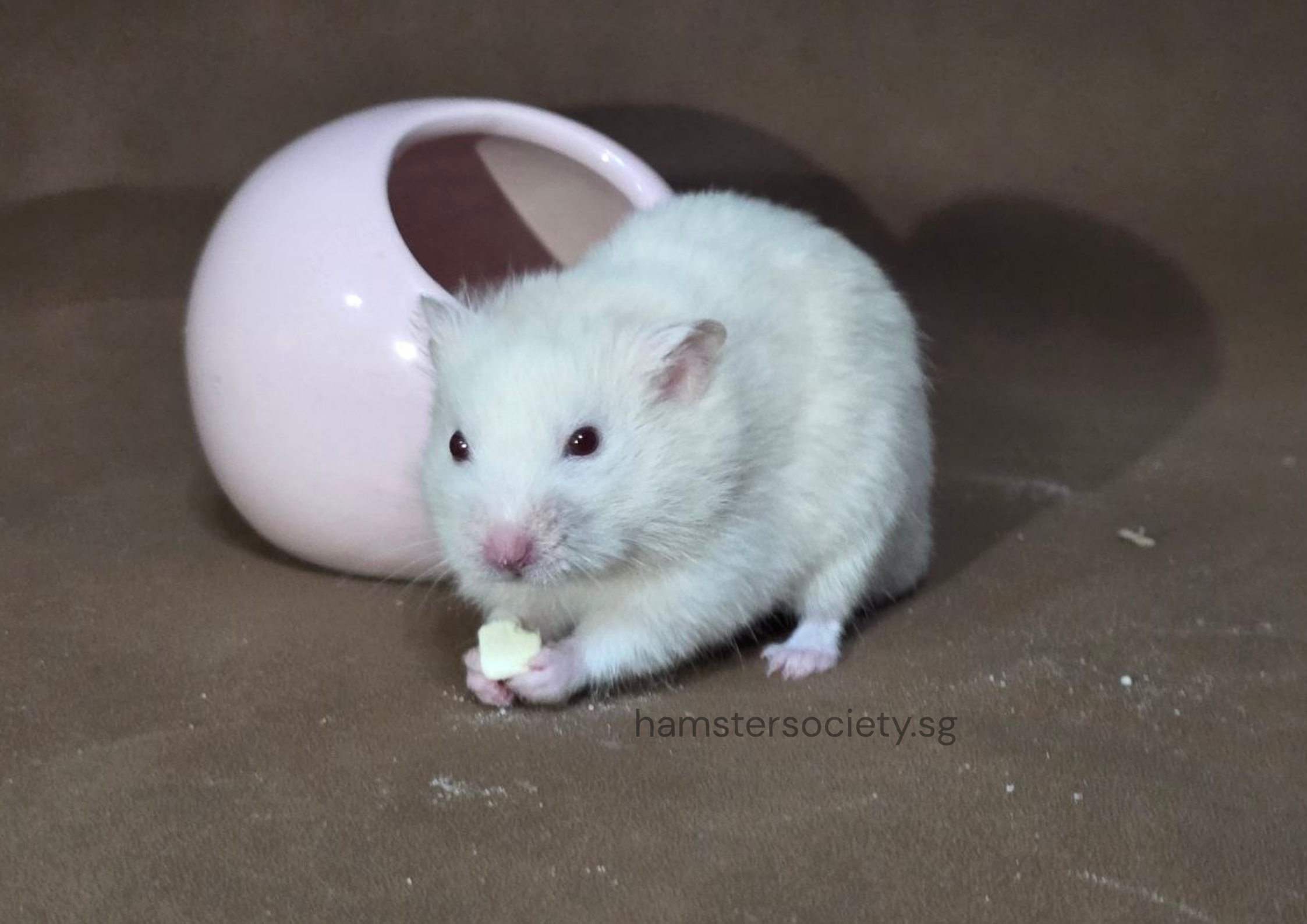 hamstersociety.sg-12.png