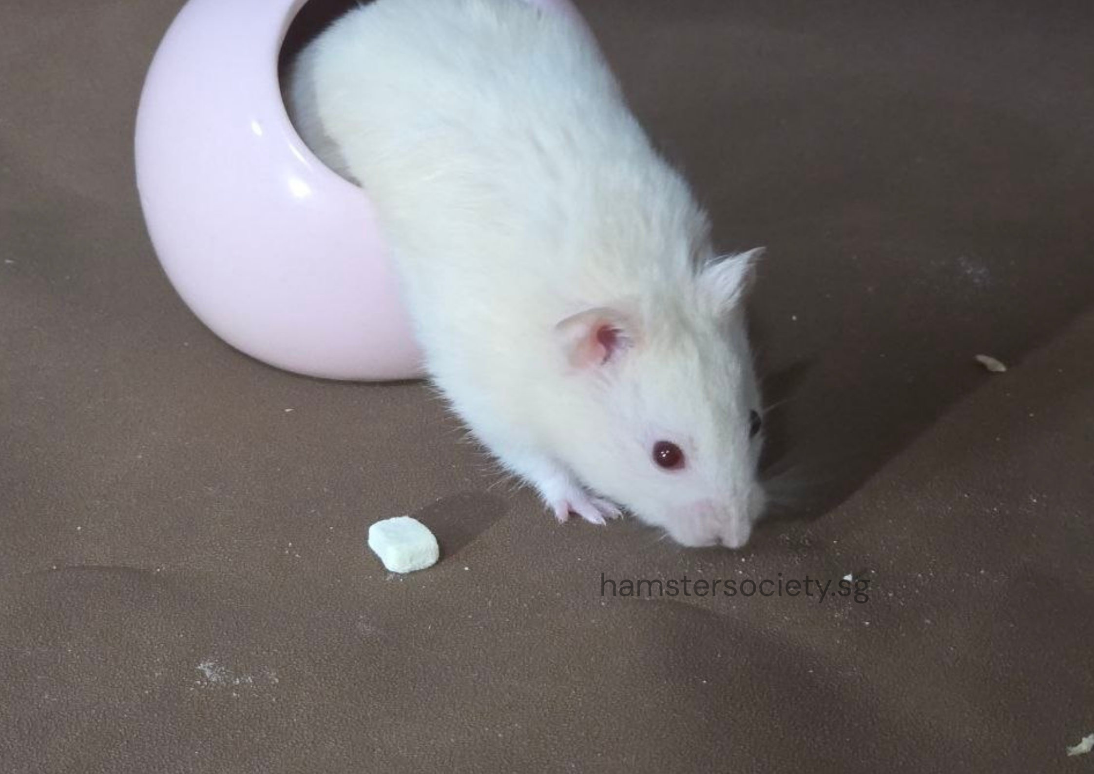 hamstersociety.sg-14.png
