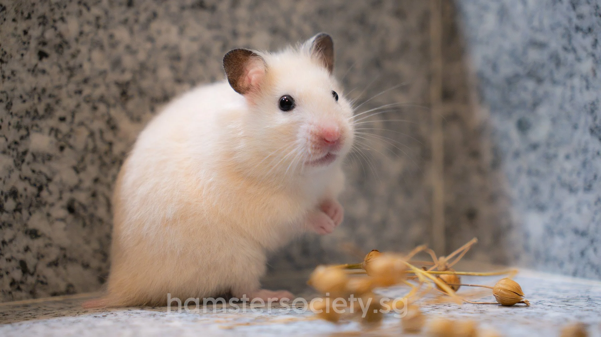 Potato