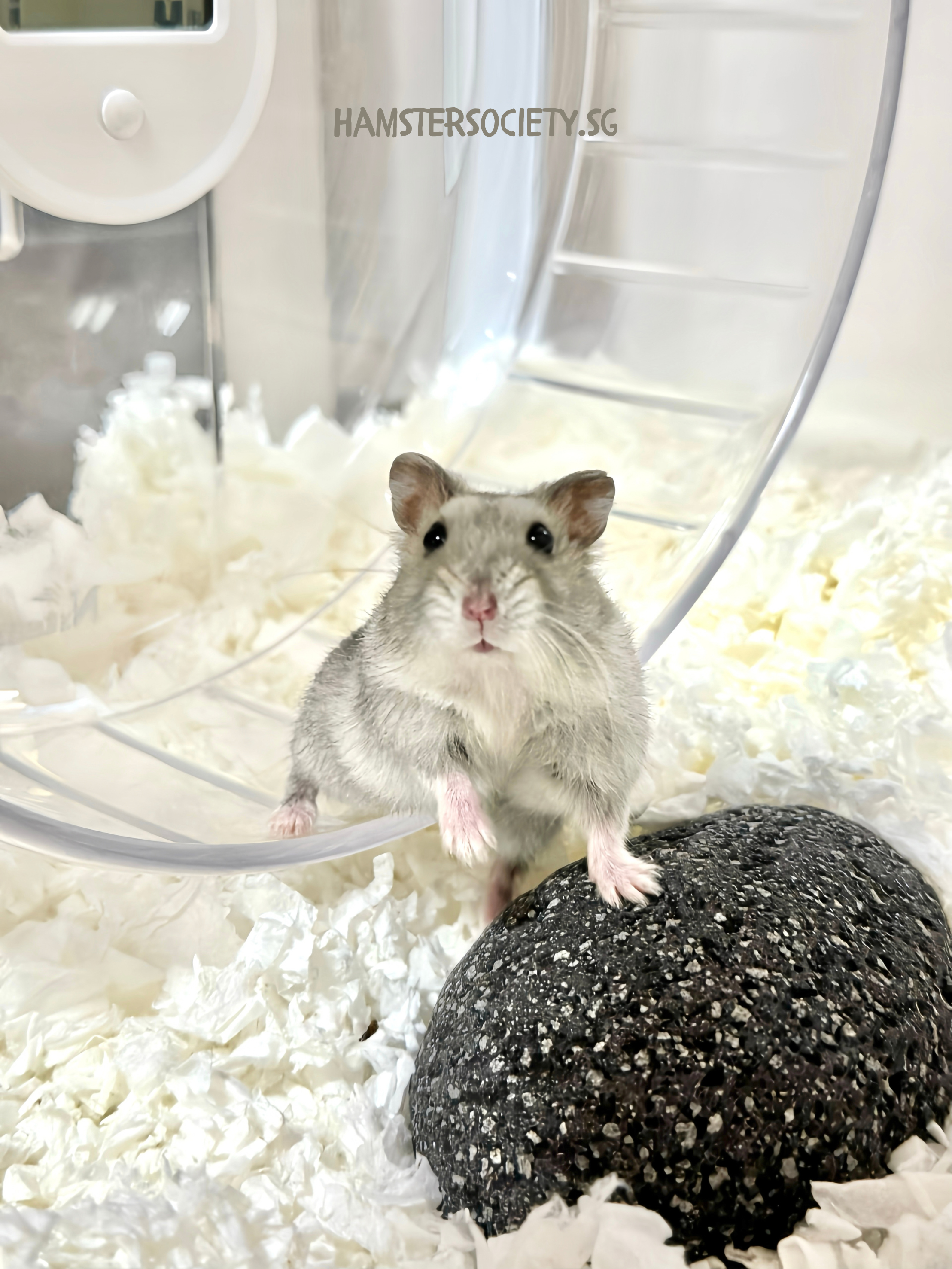 Nimbus
