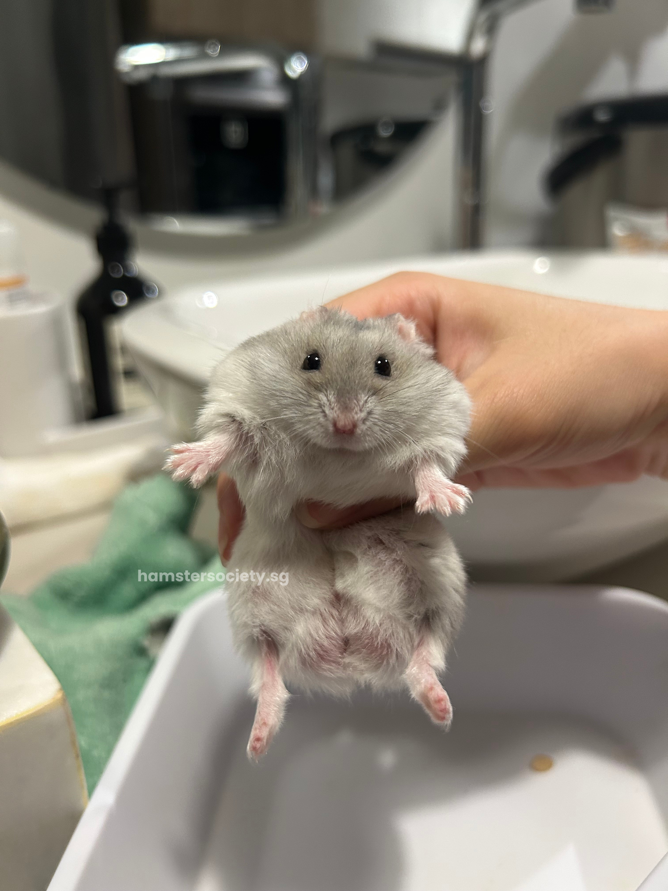 Sir Pebs 5.png
