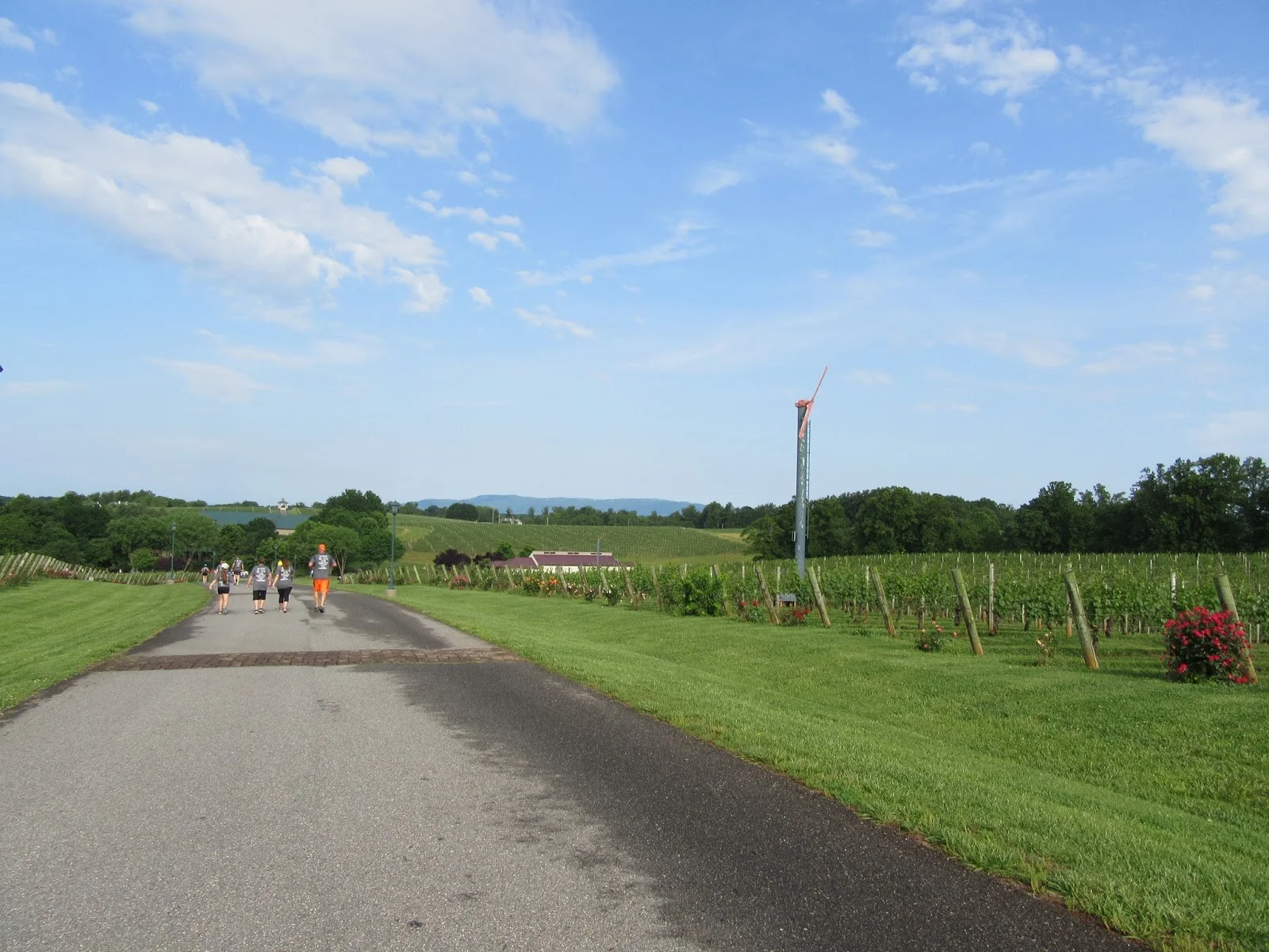 Shelton Vineyards Running the Vines.jpg