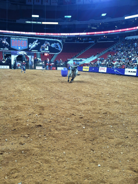 It doesn't look close, but this bull is headed right towards me.