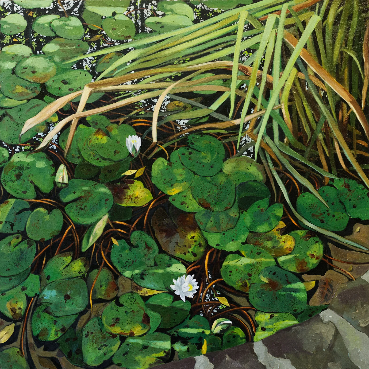 Lily Pond